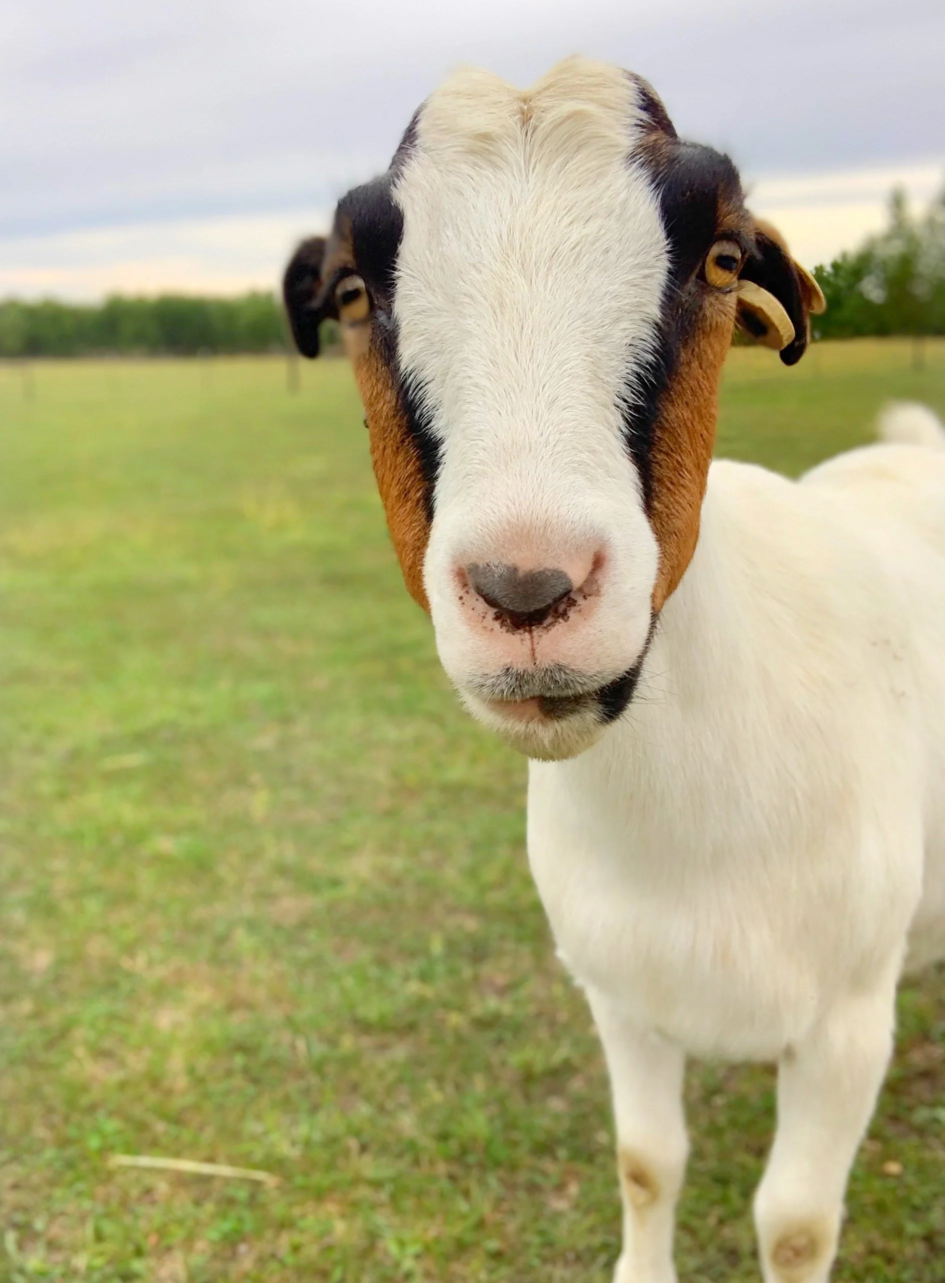 Sponsor Jewel for a Month