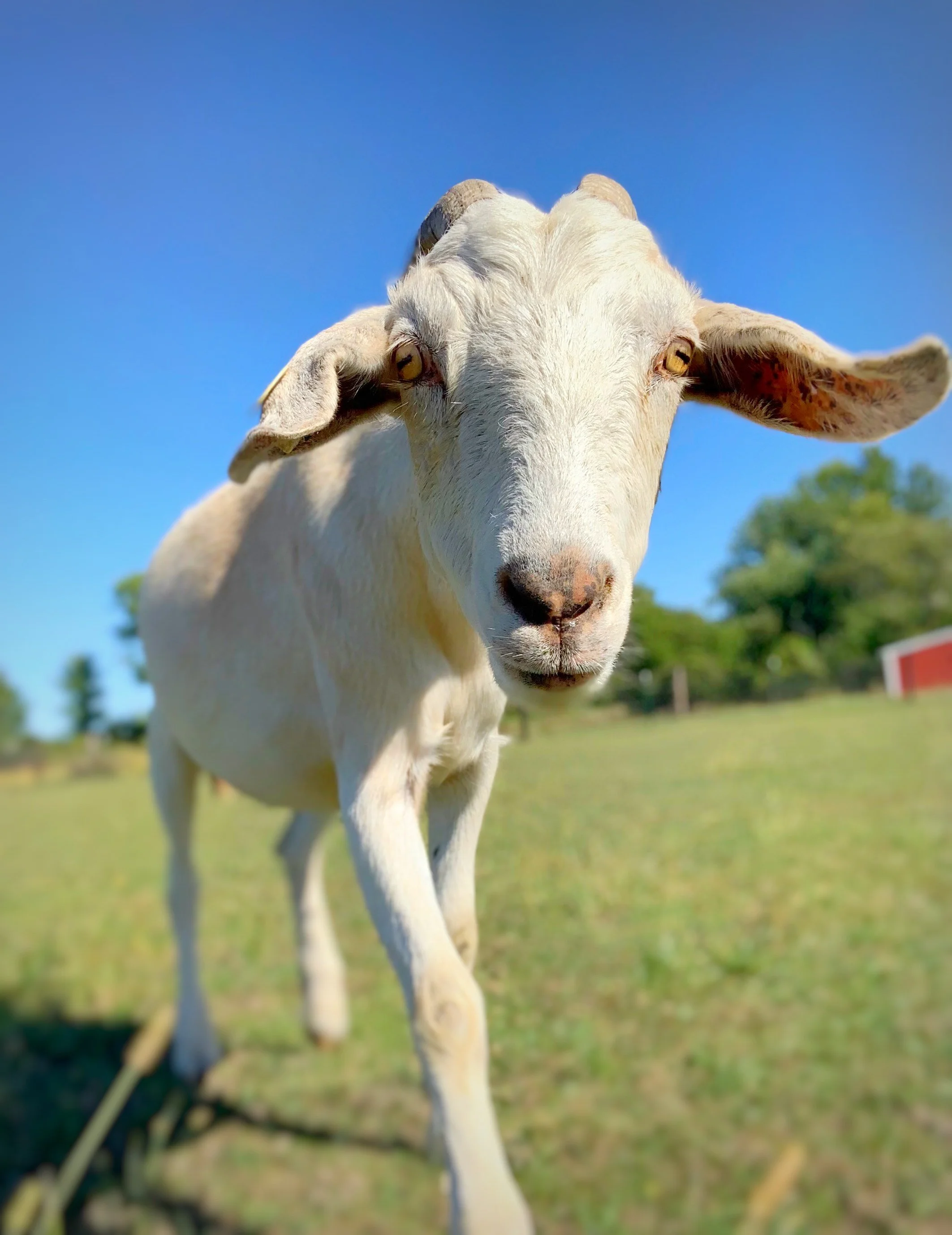 Sponsor Janis for a Year