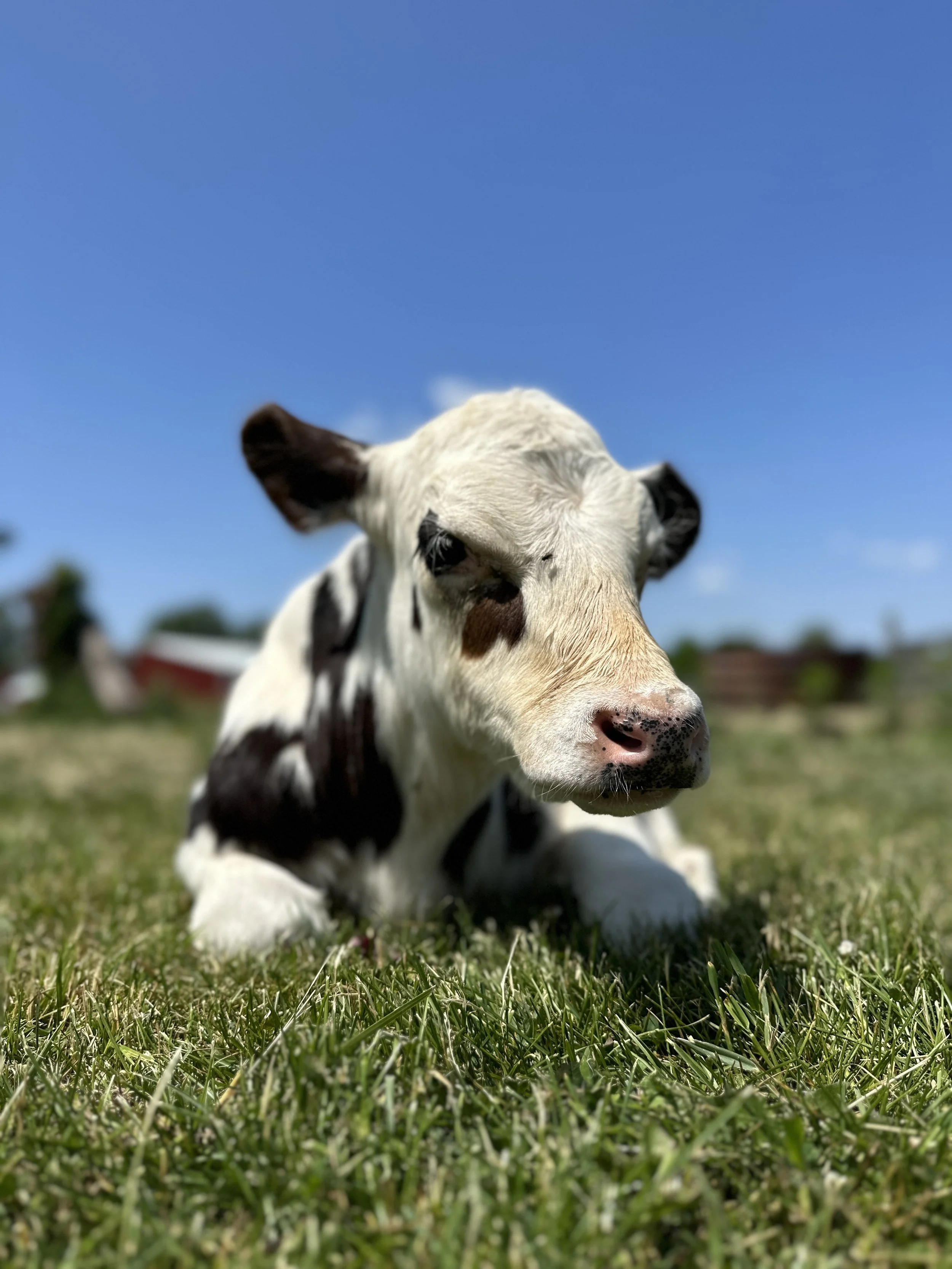 Calvin — Iowa Farm Sanctuary