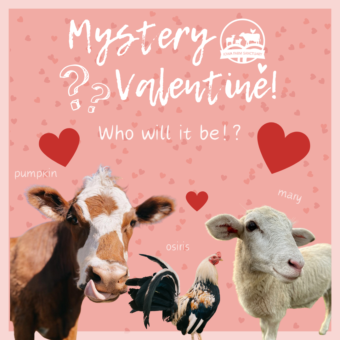 Mystery Valentine Iowa Farm Sanctuary mystery-valentine-iowa-farm-sanctuary