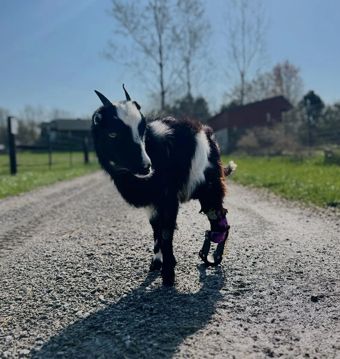 Sponsor Emmy for a Month