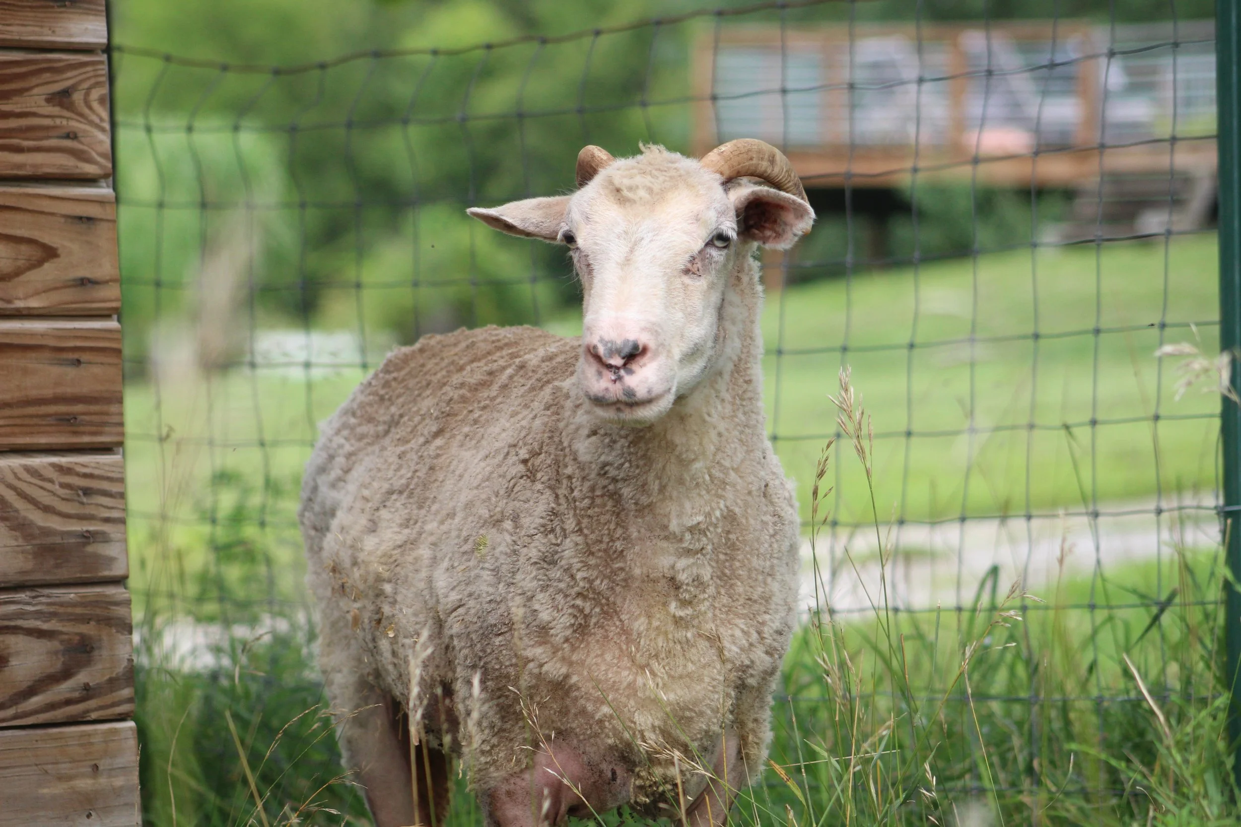 Sponsor Dorothy for a Month