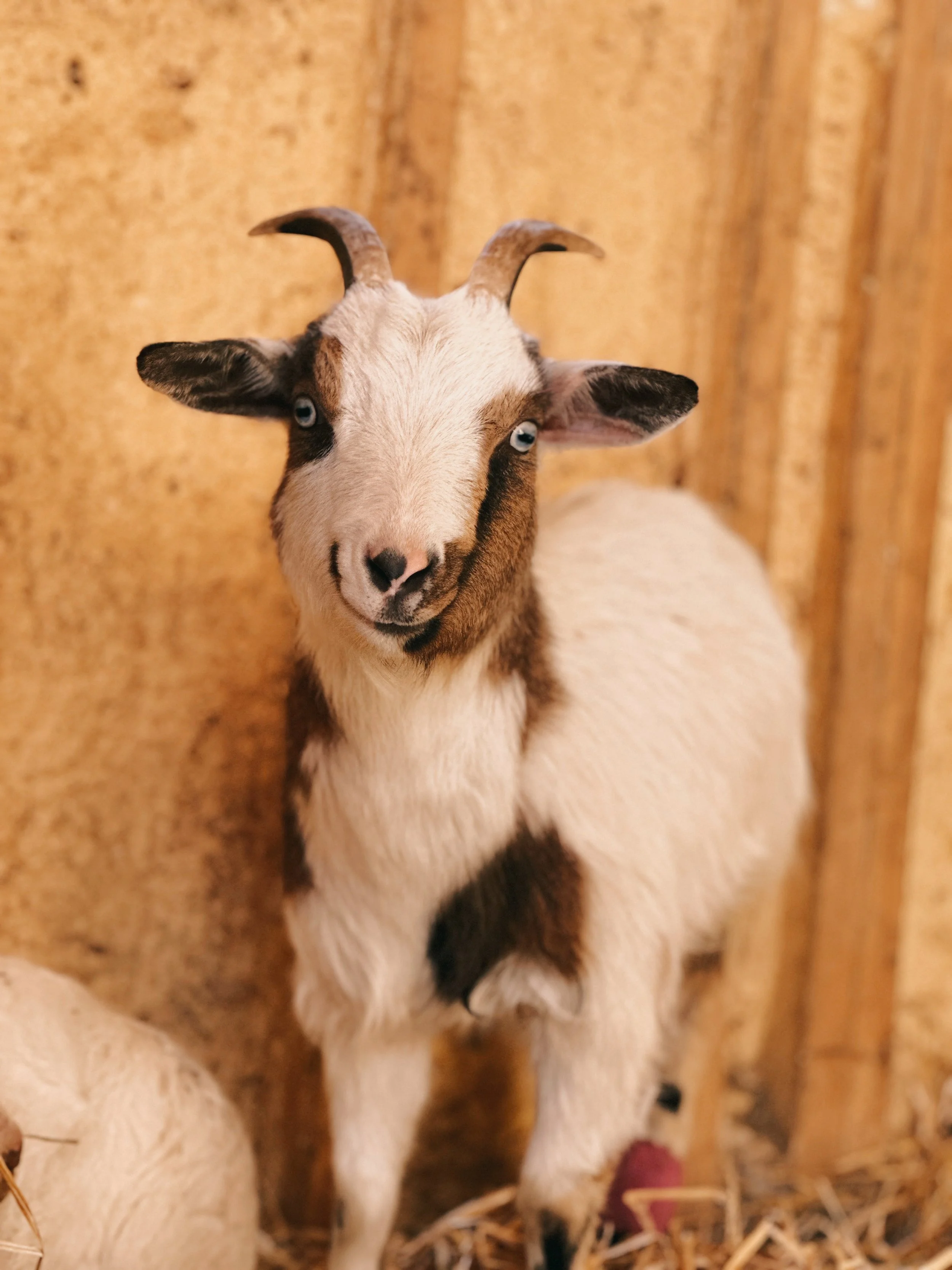 Sponsor Elphaba for a Year