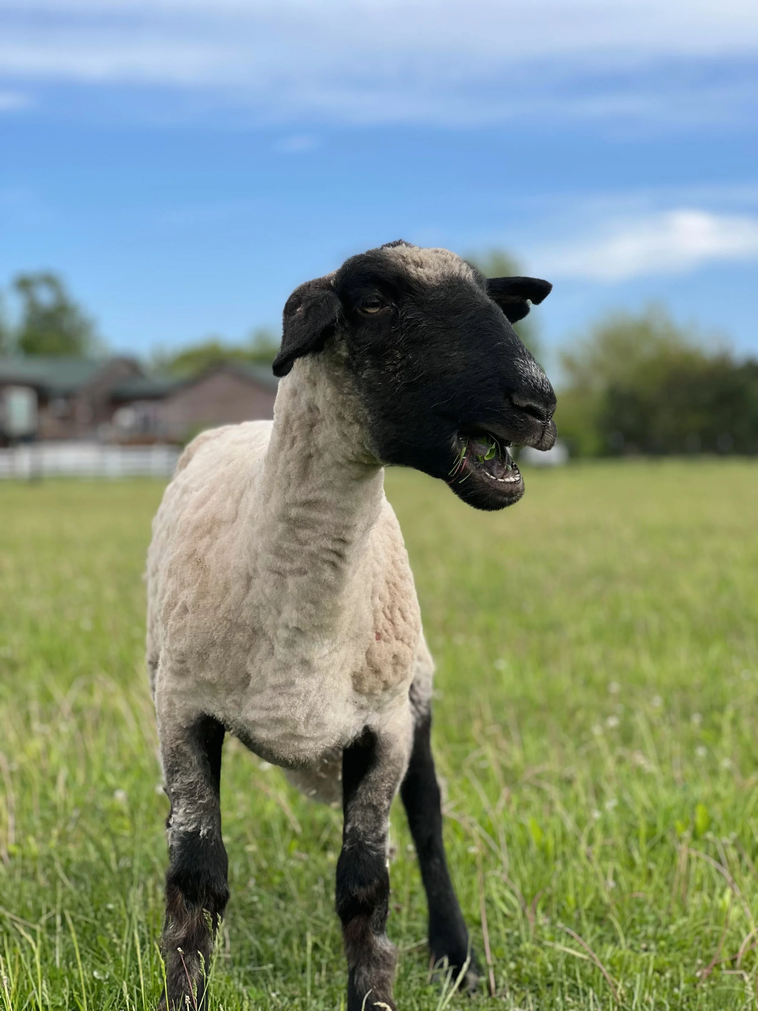 Sponsor Gwen for a Year