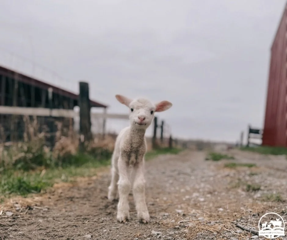 Sponsor an Easter Lamb!
