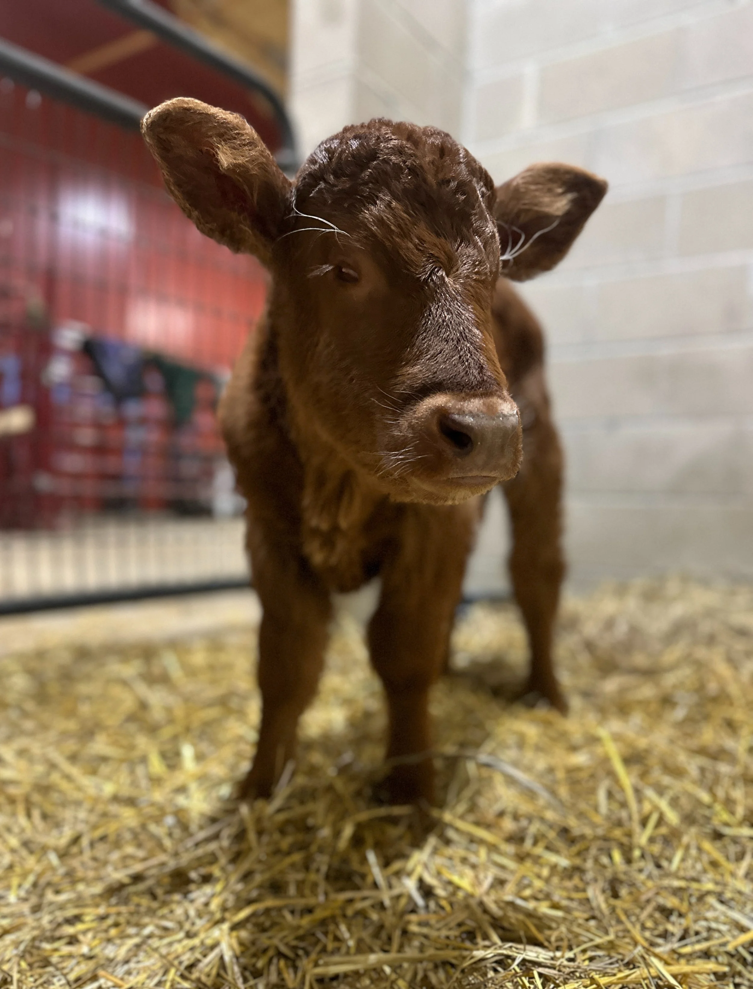 Sponsor Peanut for a Year