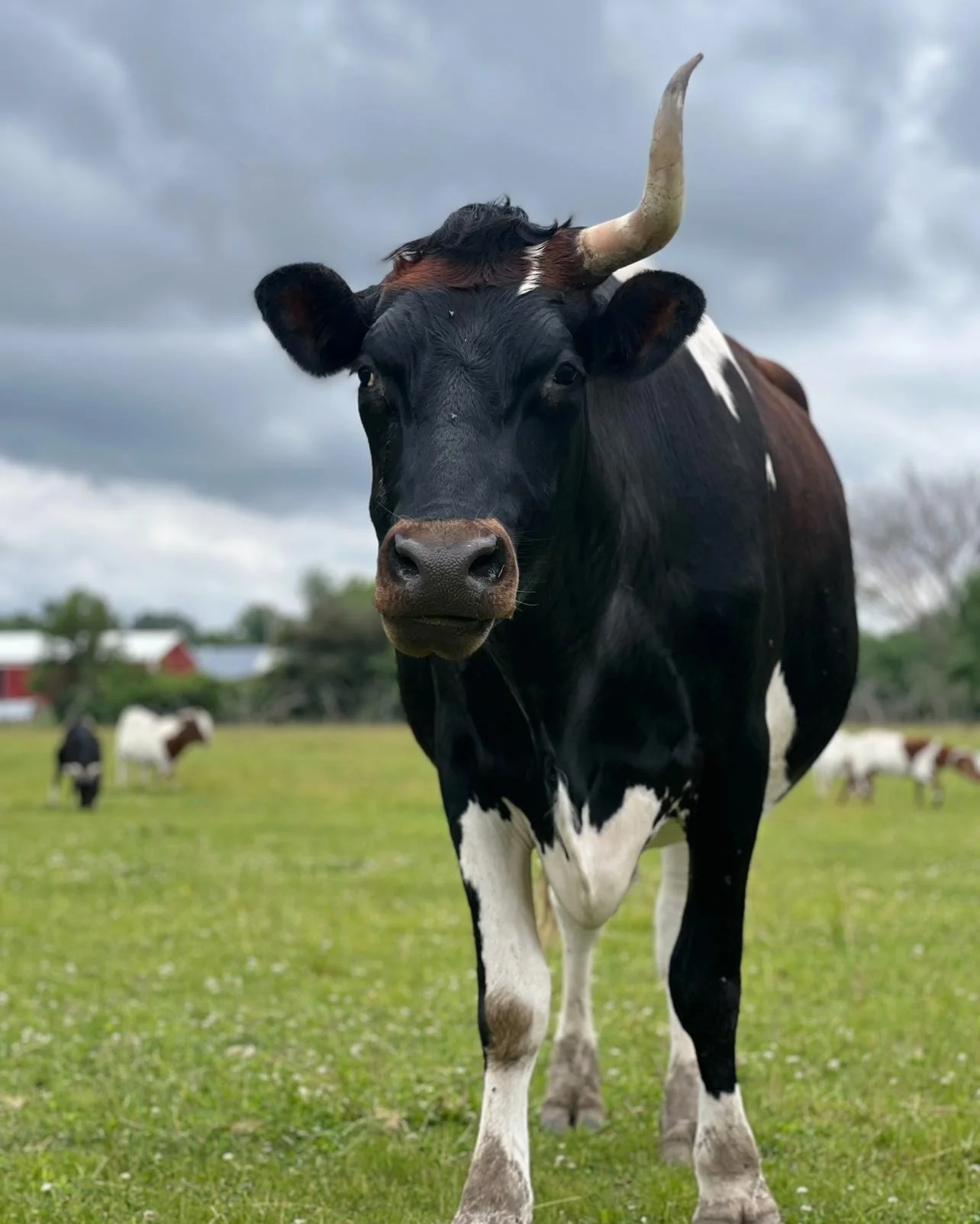 Sponsor Floyd for a Month