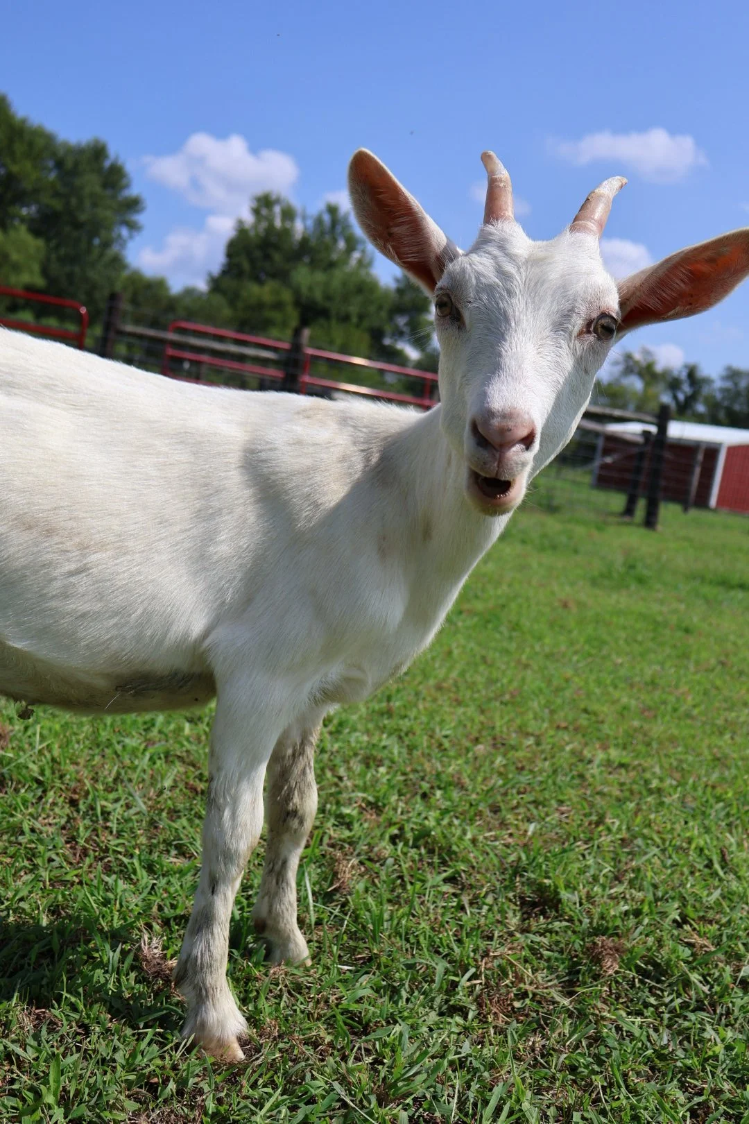 Sponsor Piper for a Year