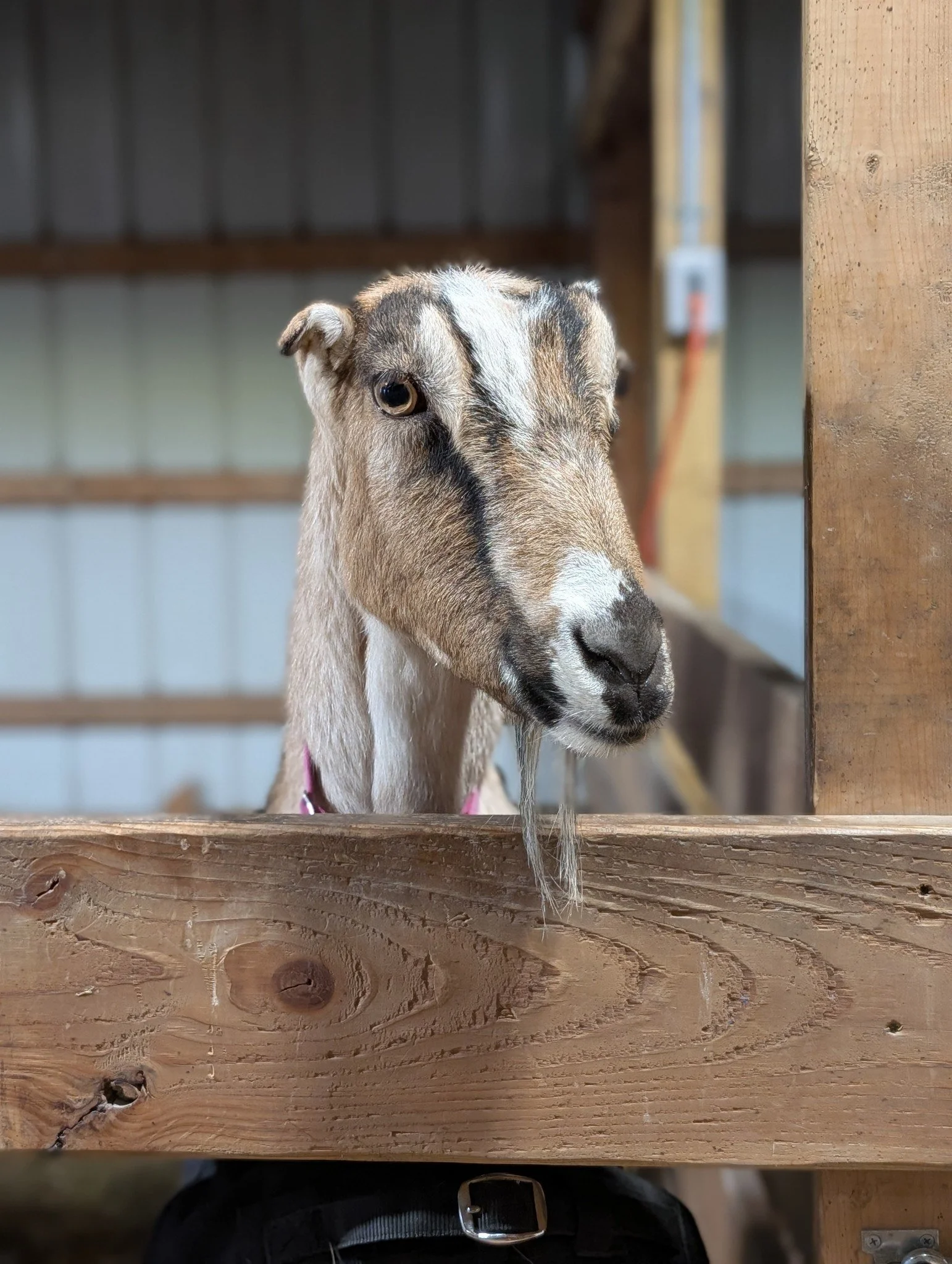 Sponsor Prinny for a Year