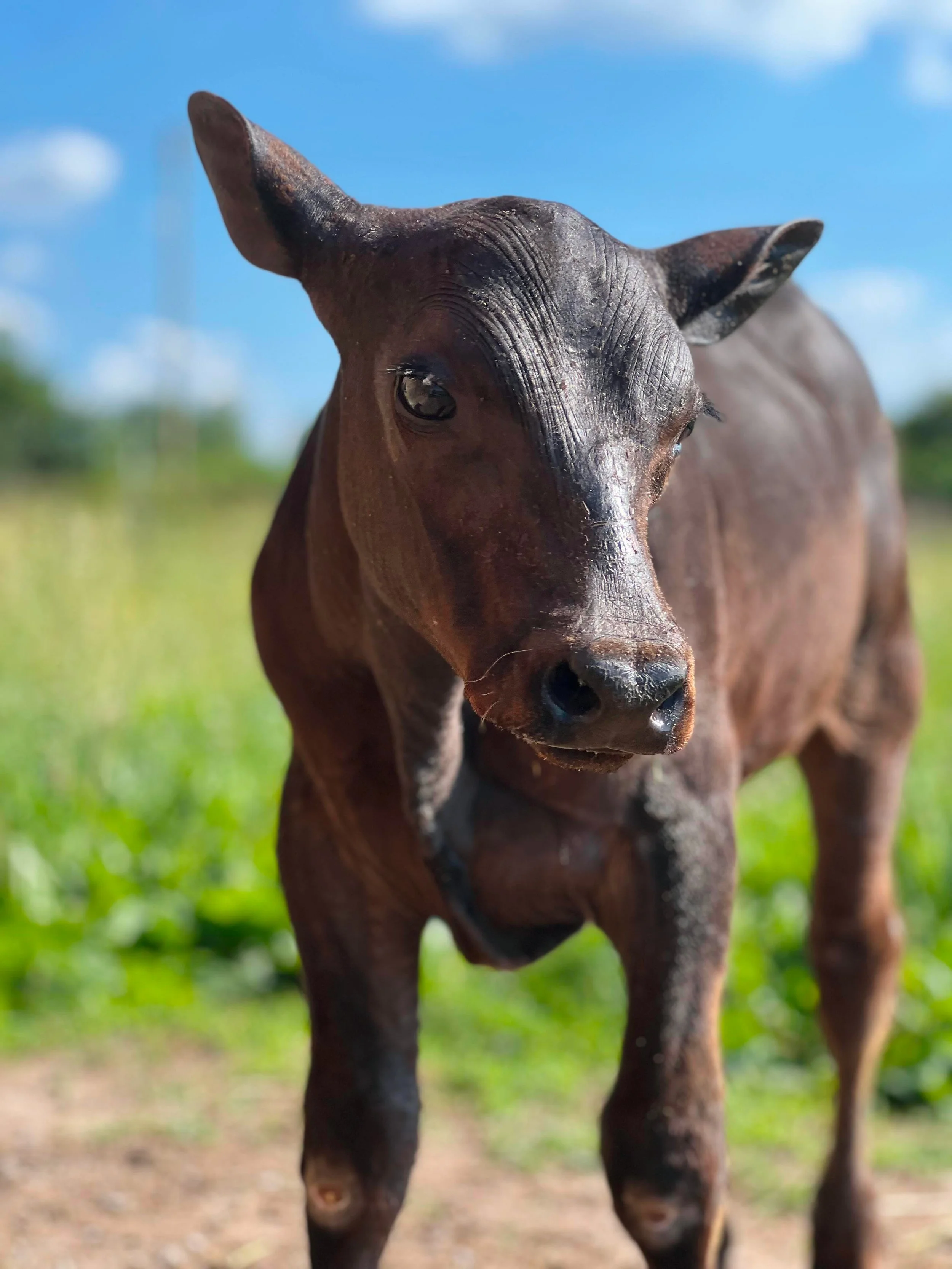 Sponsor Billy for a Month