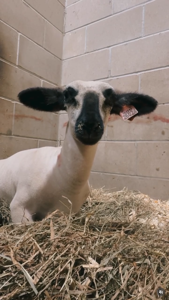 Sponsor a Lamb for Easter! - Koa
