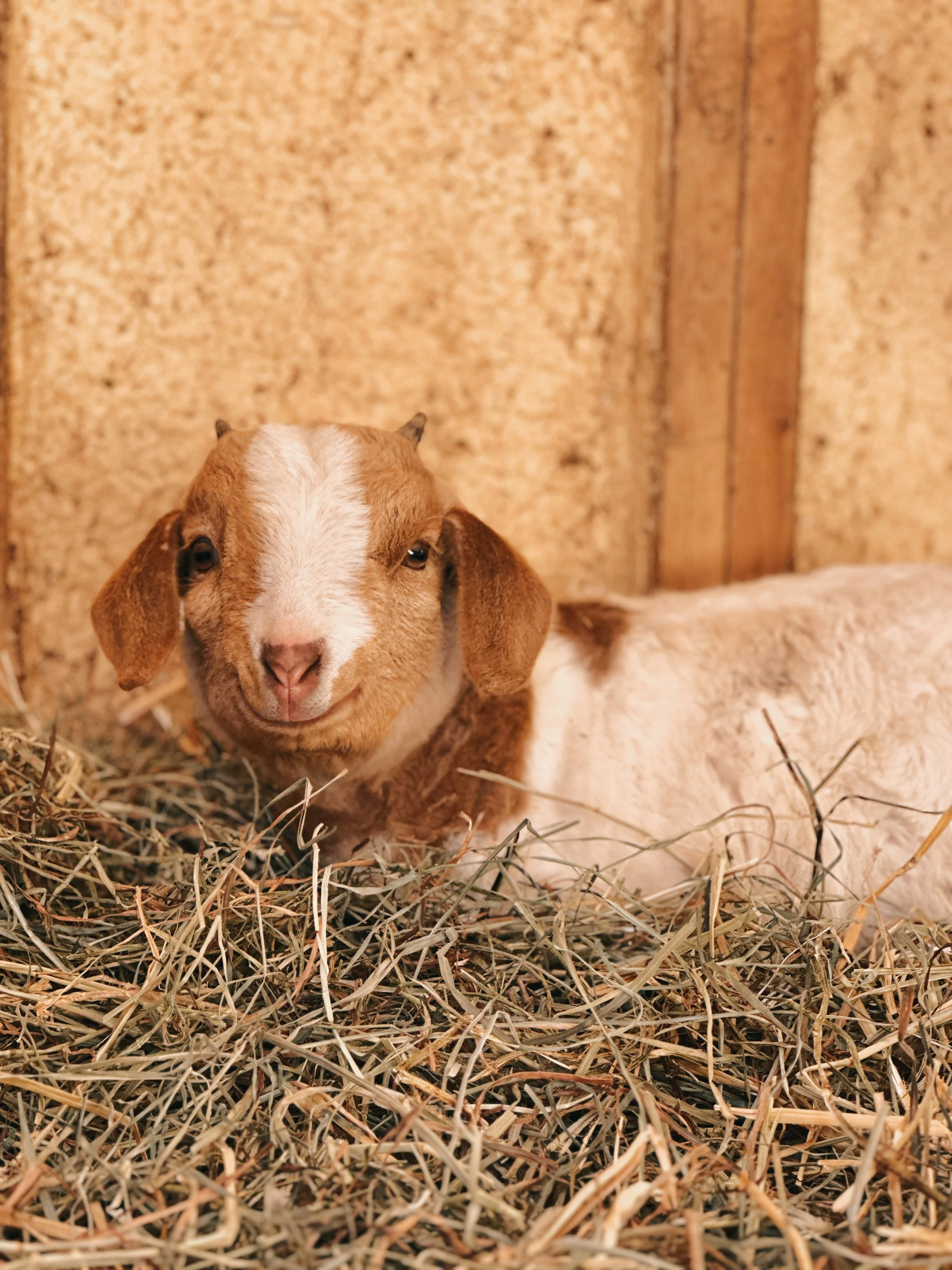 Sponsor Juniper for a Month