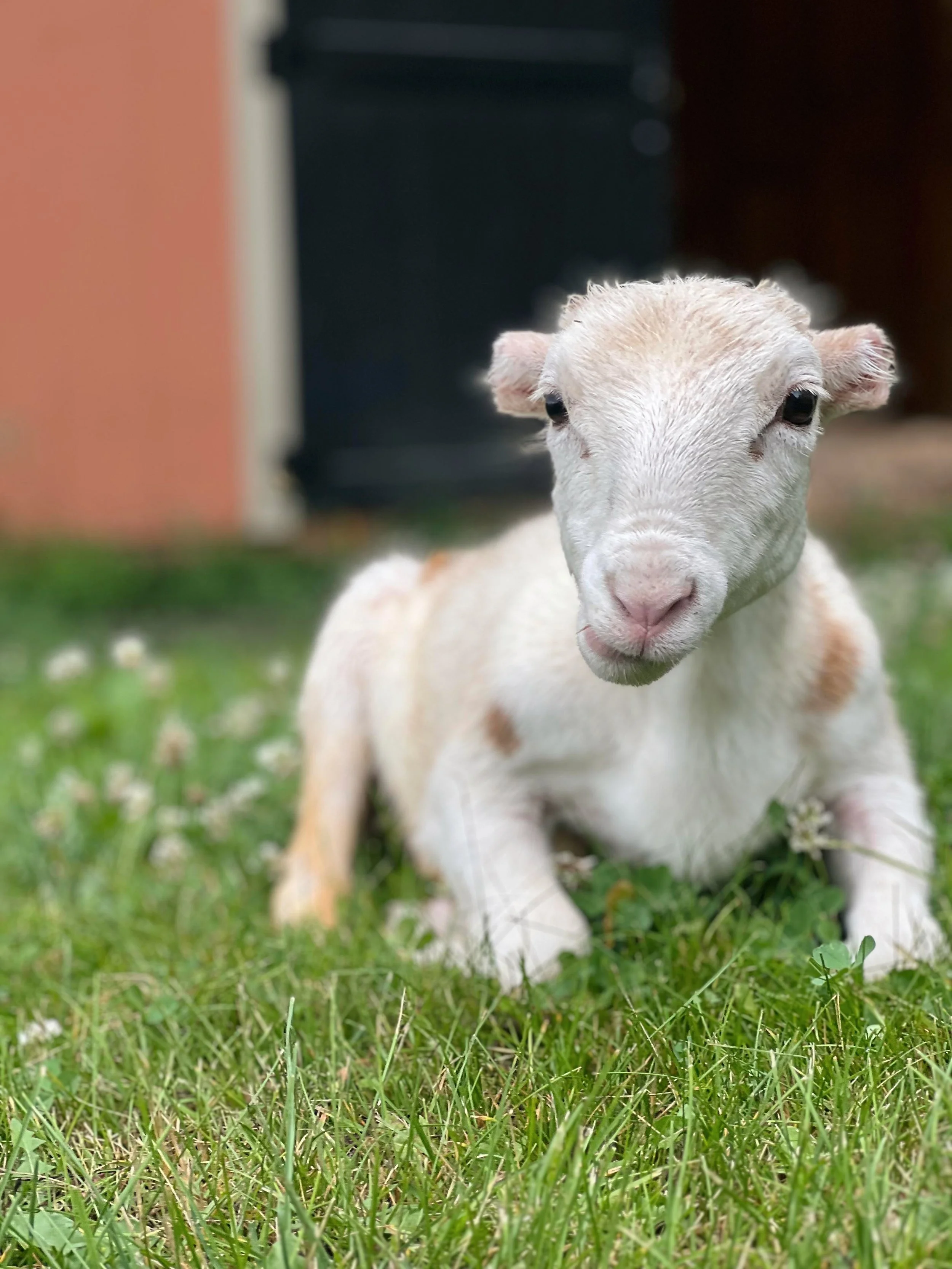 Sponsor Tommy for a Year