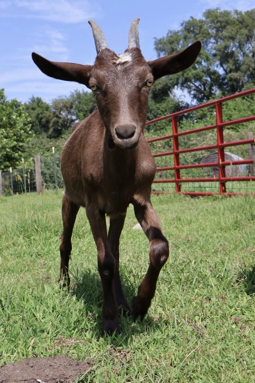 Hazel