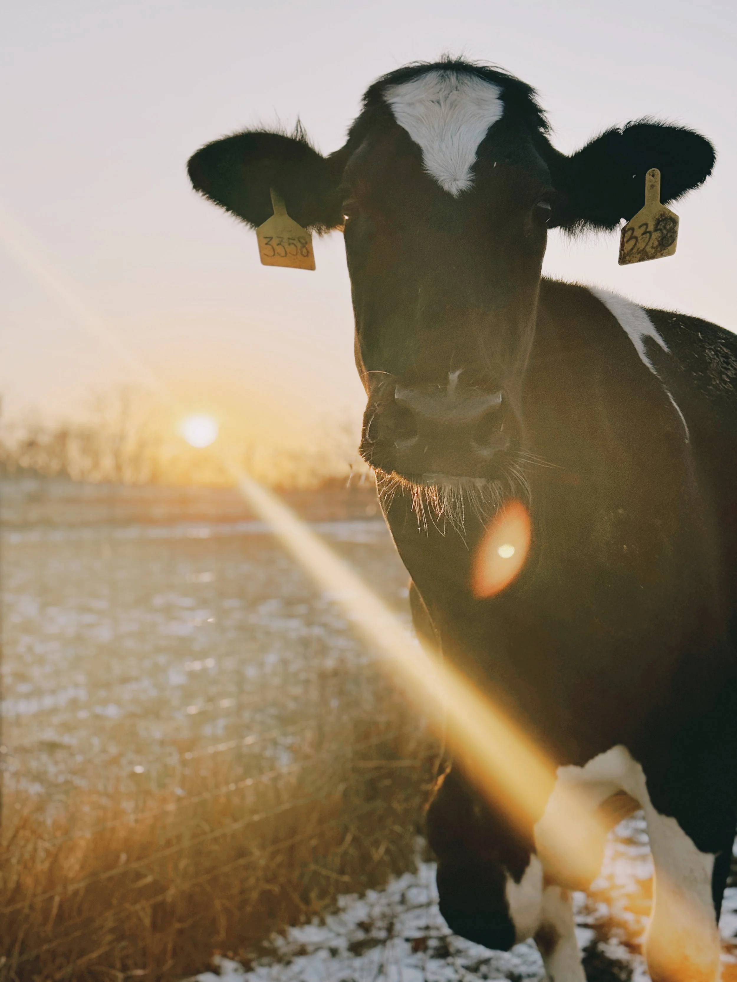 Sponsor April for a Year