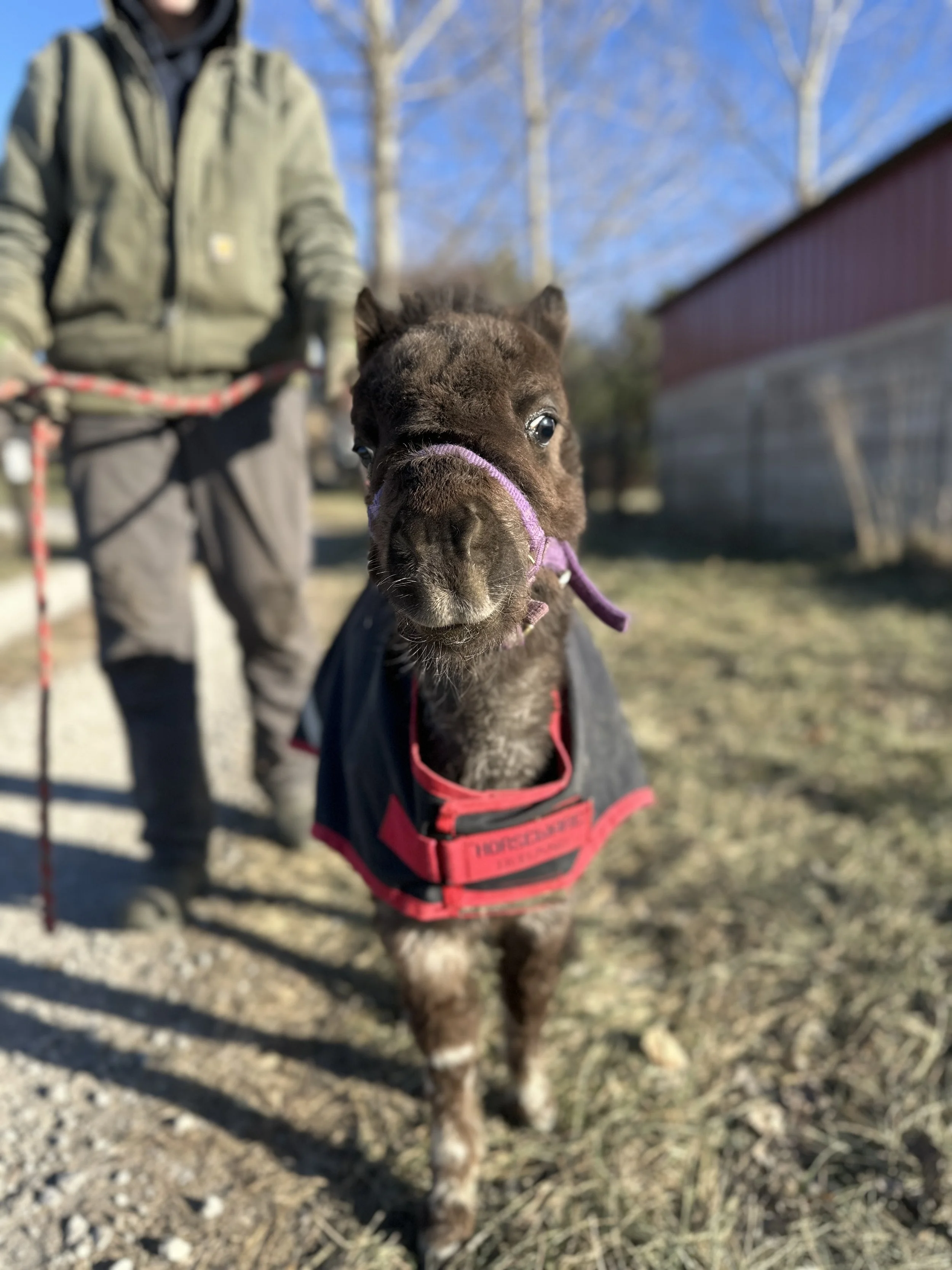 Sponsor Zeke for a Year