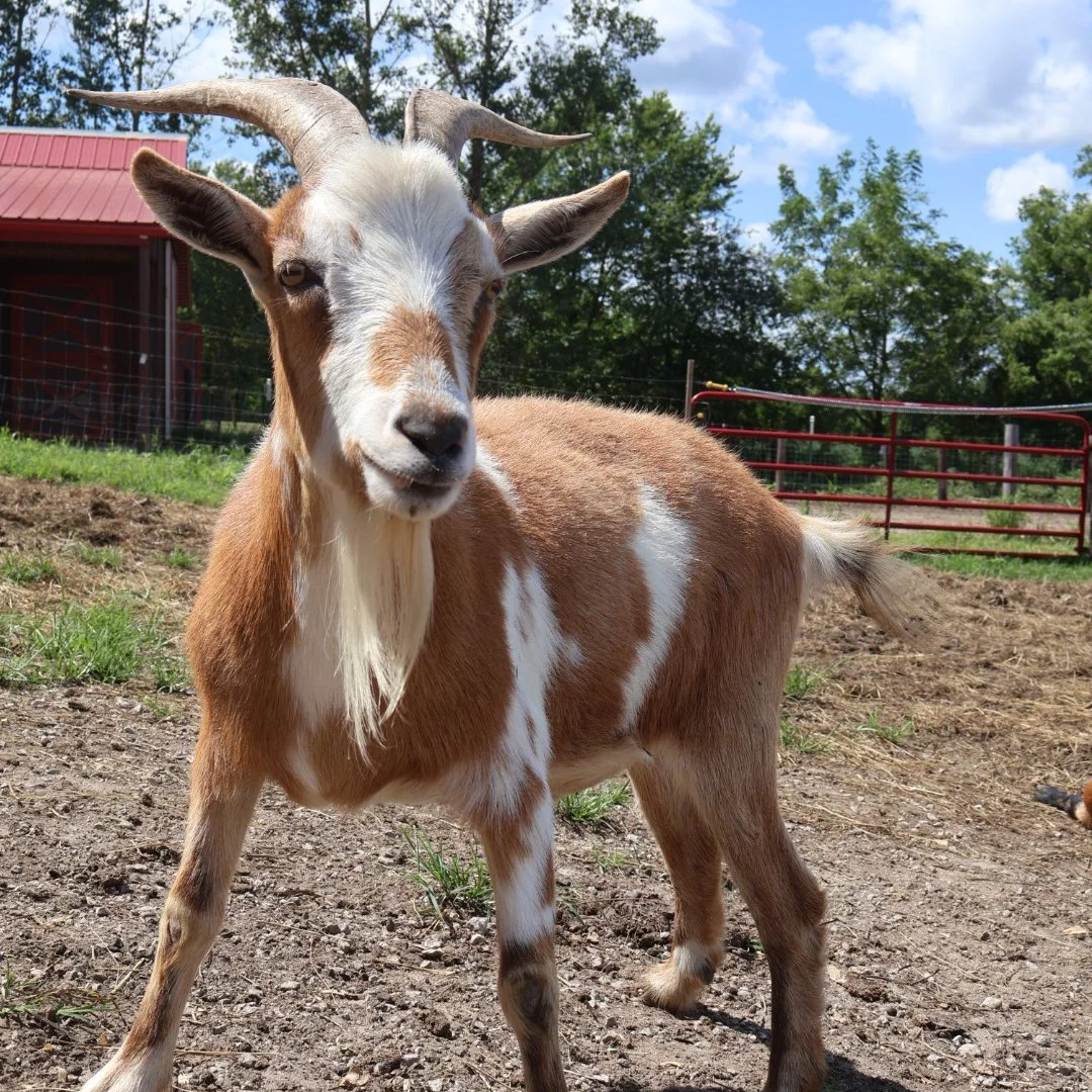 Billy (Goat)