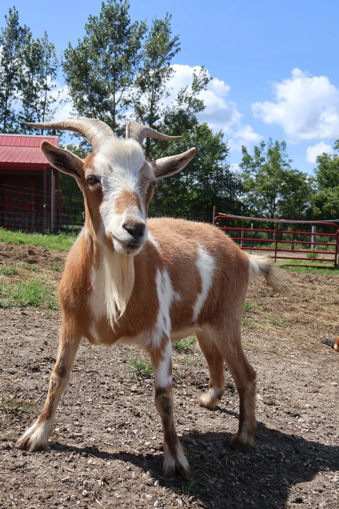 Sponsor Billy for a Year