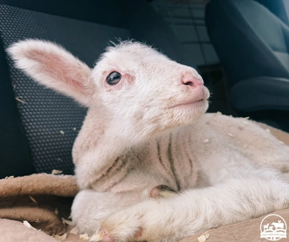 Sponsor a Lamb for Easter! - Harlow