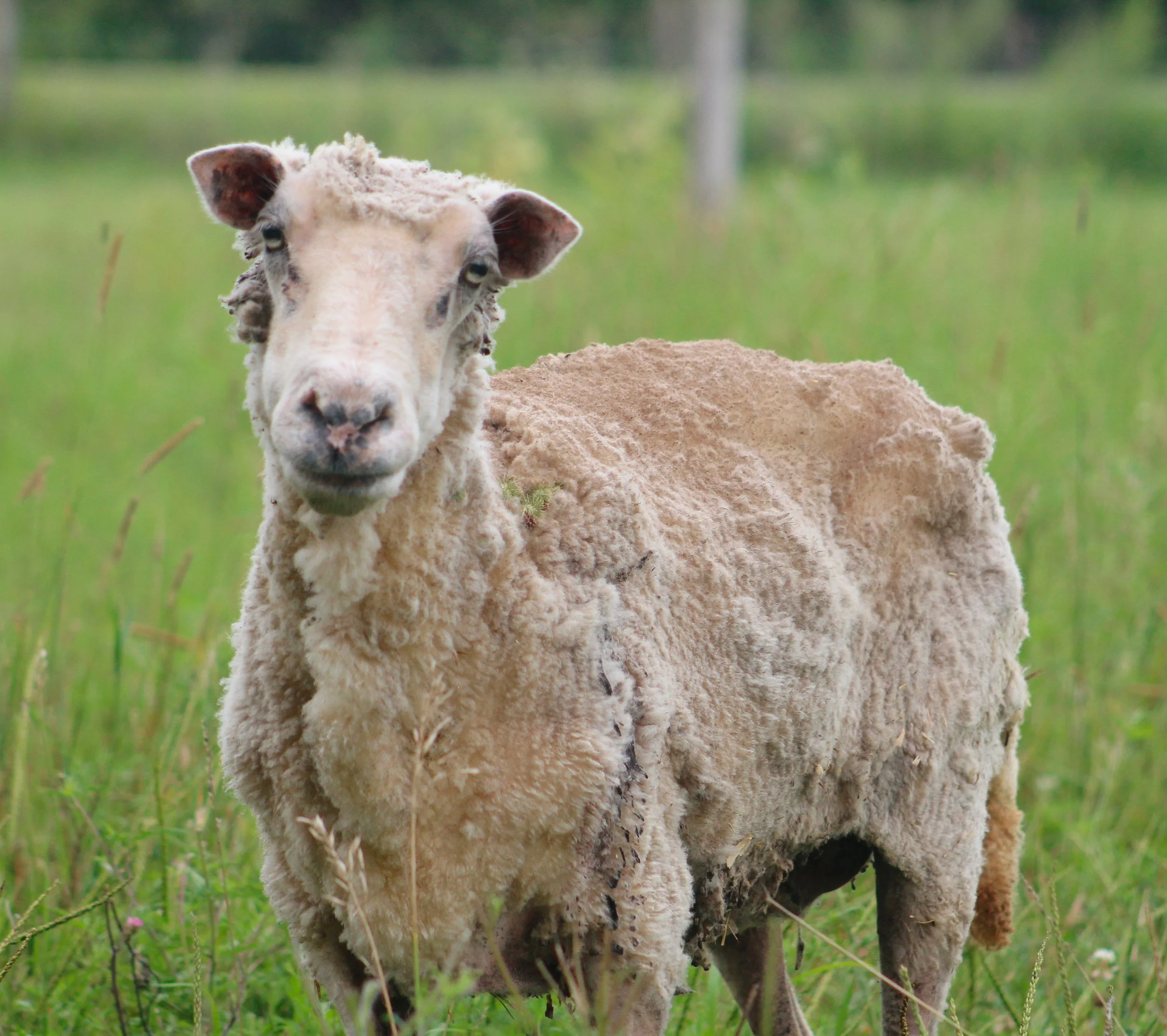 Sponsor Sophia for a Month