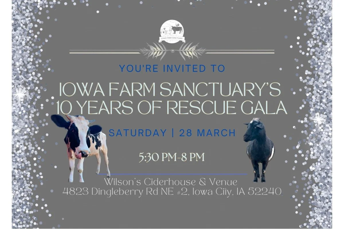 Click here to visit the IFS 10 Years of Rescue Gala page on BetterWorld.org