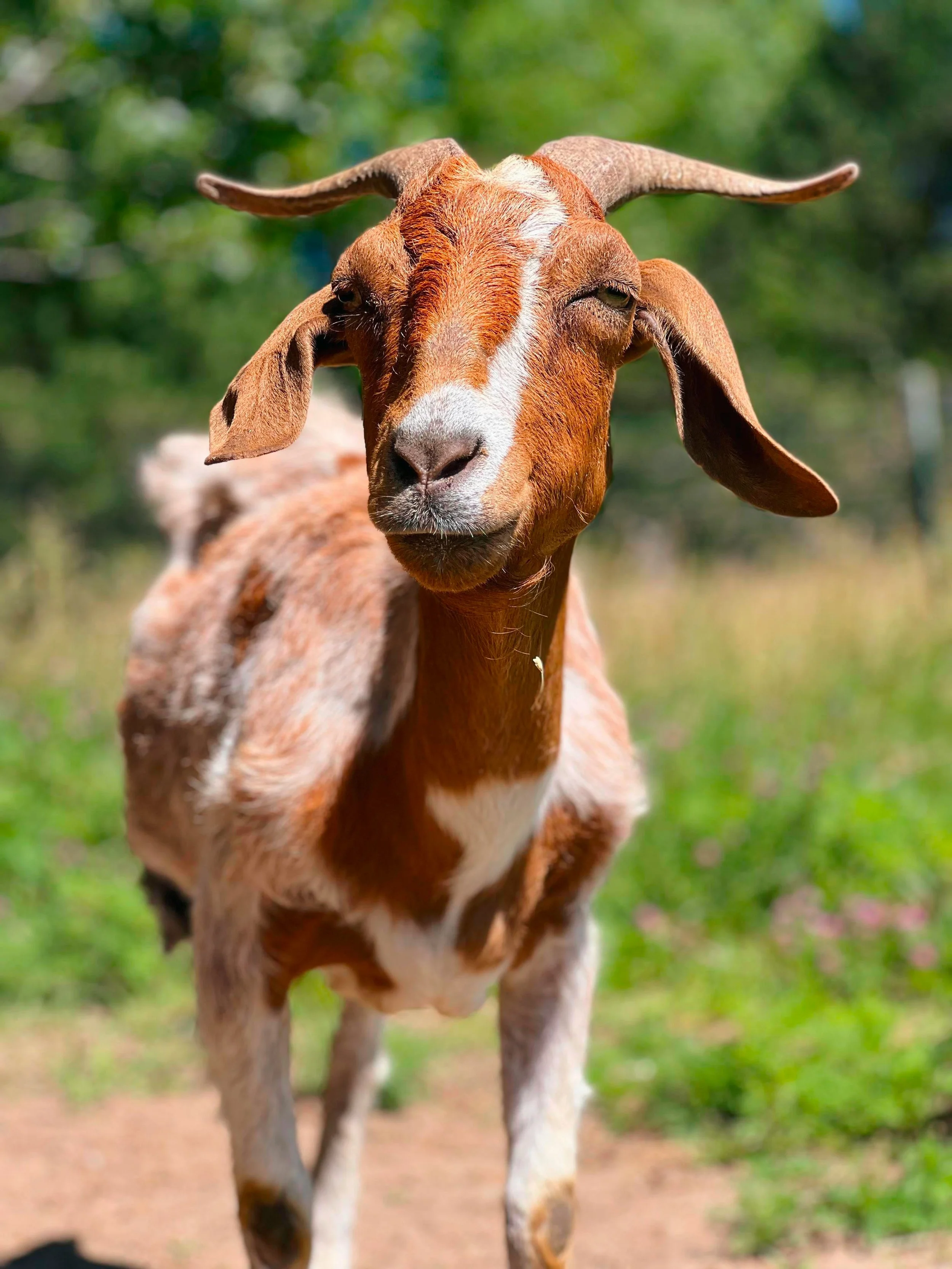 Sponsor Brandy for a Year