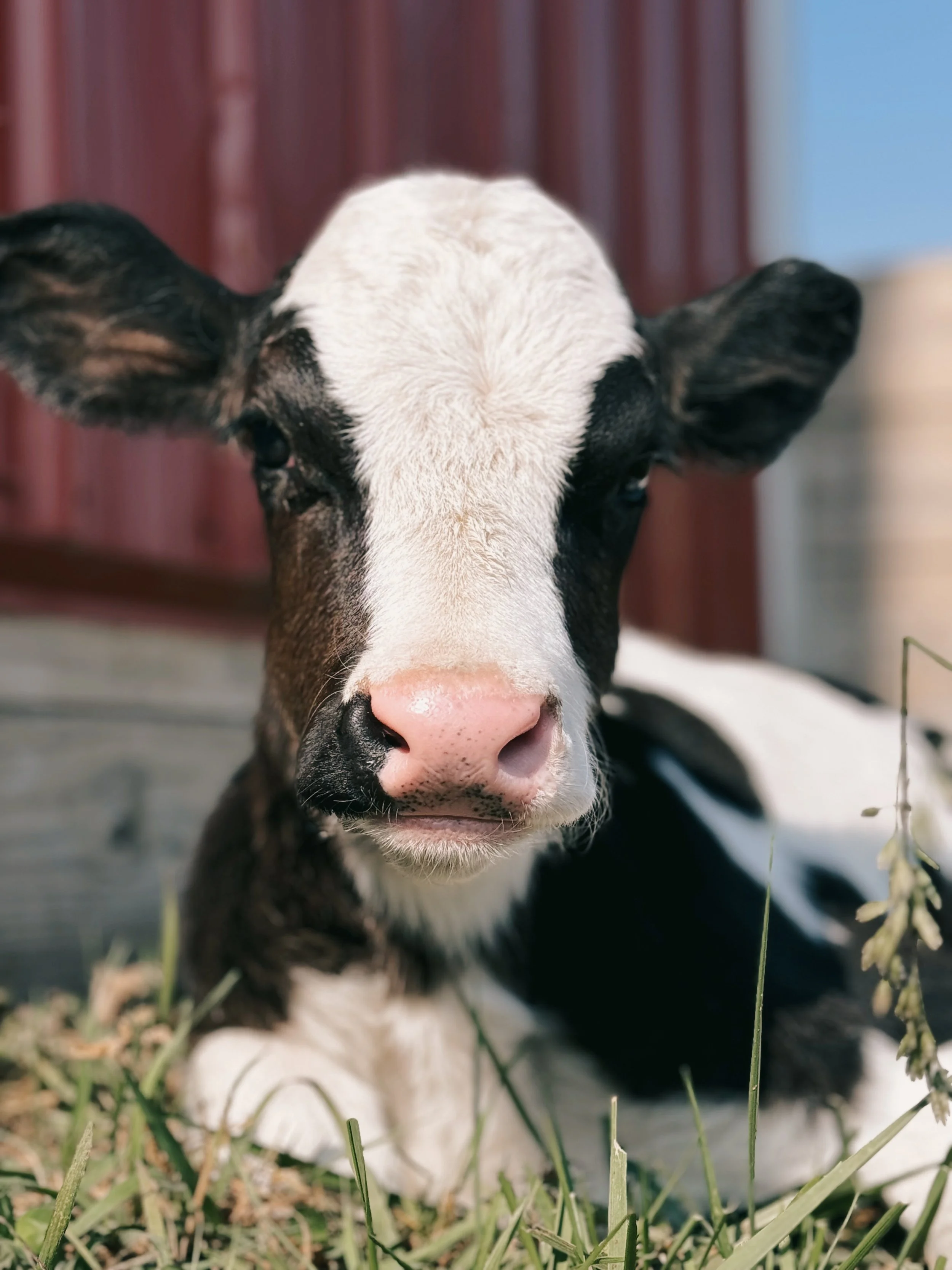 Sponsor Binx for a Month