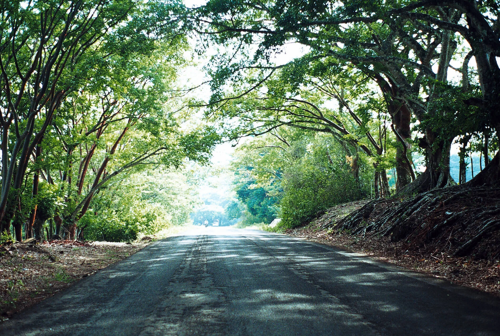 Carretera Catemaco Sontecomapan