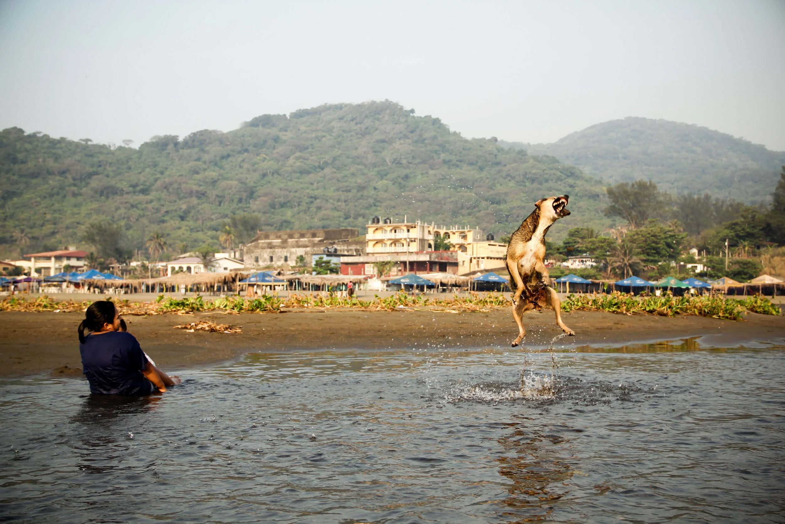 Perro Montepío Veracruz