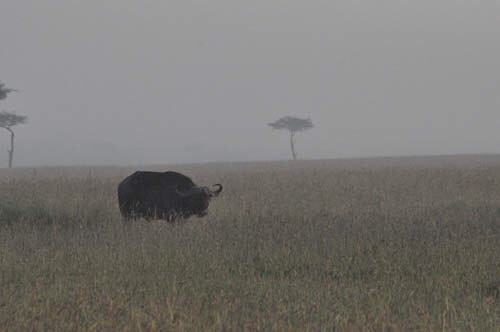 Water buffalo at dawn on the Masai Mara. Get ready for a basically endless stream of safari content.
