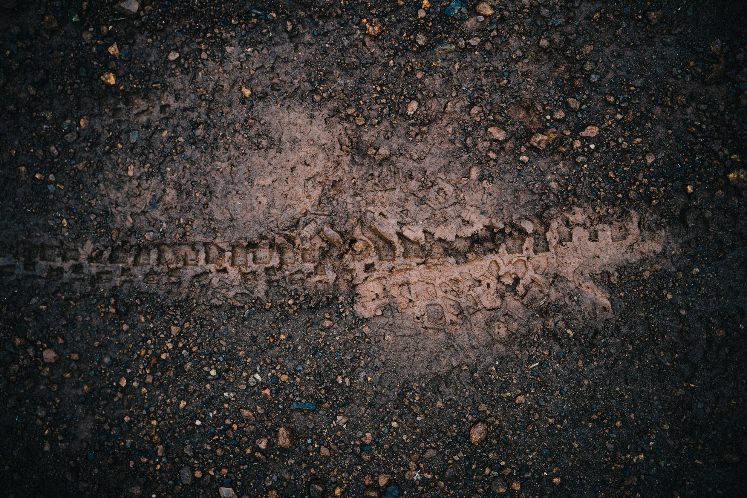 A trail of dinosaur footprints in wet, dark soil. The footprints are clearly visible, showing the shape of the dinosaur's toes and claws.