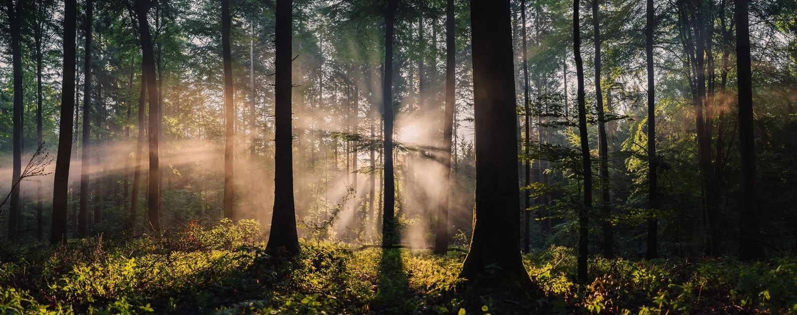 Sunlight filters through the trees in a dense forest with green foliage and misty air.