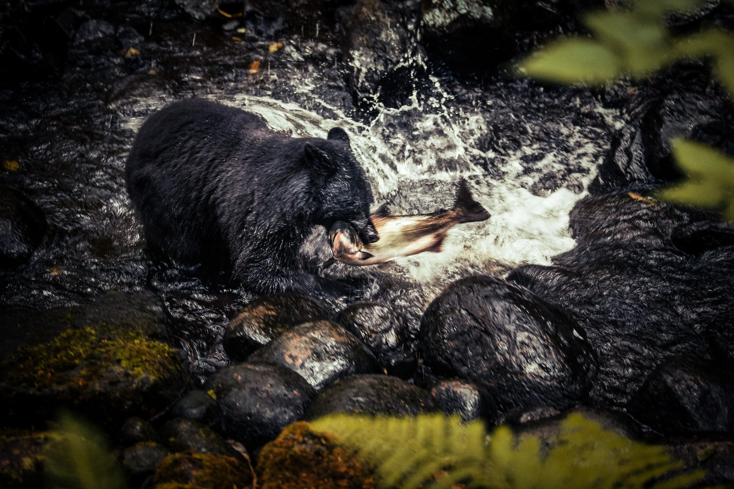A black bear catching a fish in a stream surrounded by rocks.