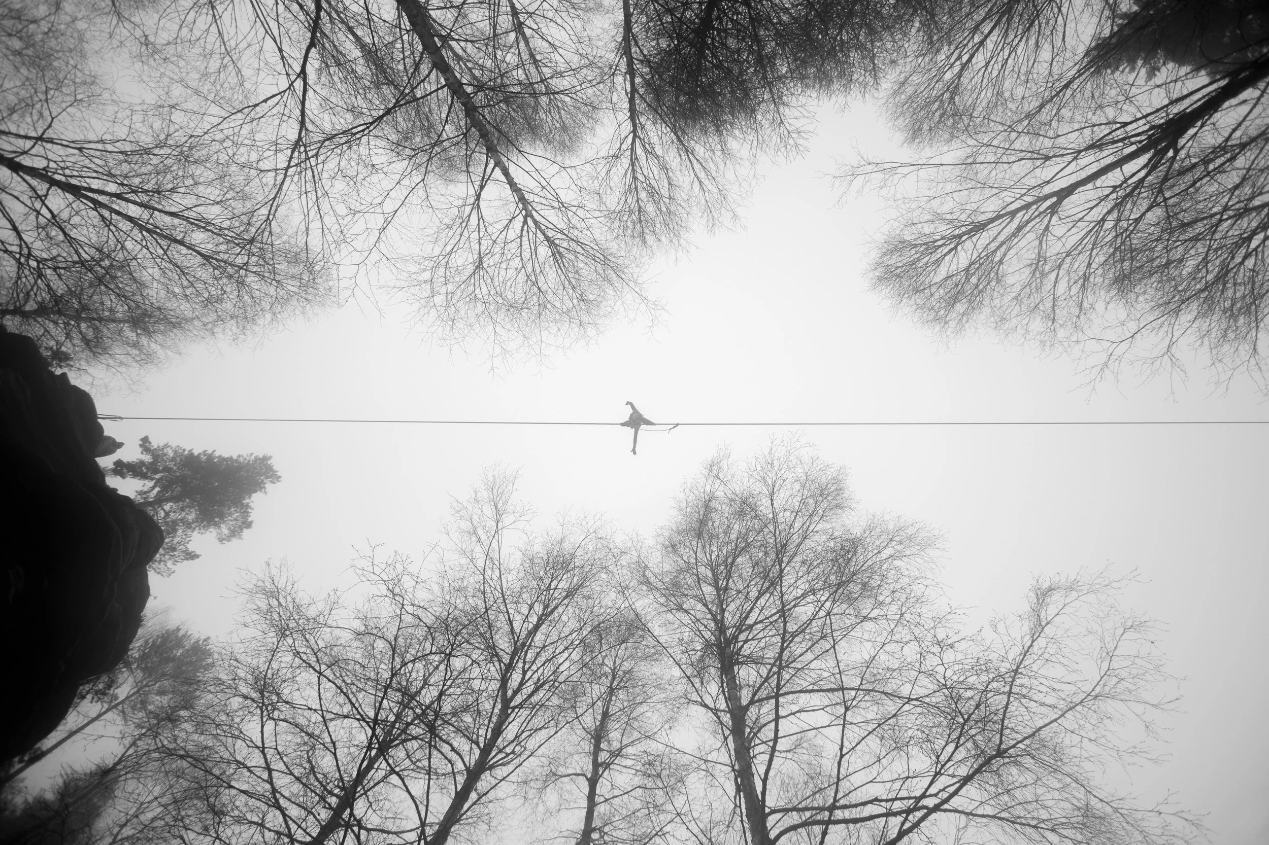A person walking on a tightrope high above the ground in a foggy forest with leafless trees.