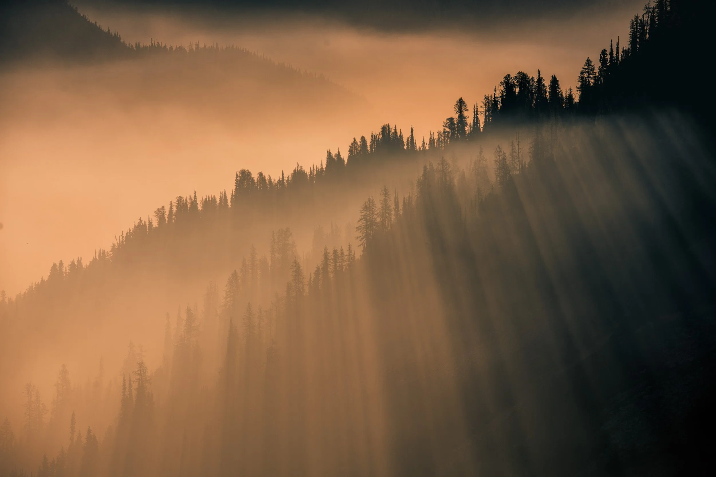 Sun rays shining through foggy mountain forest with pine trees.
