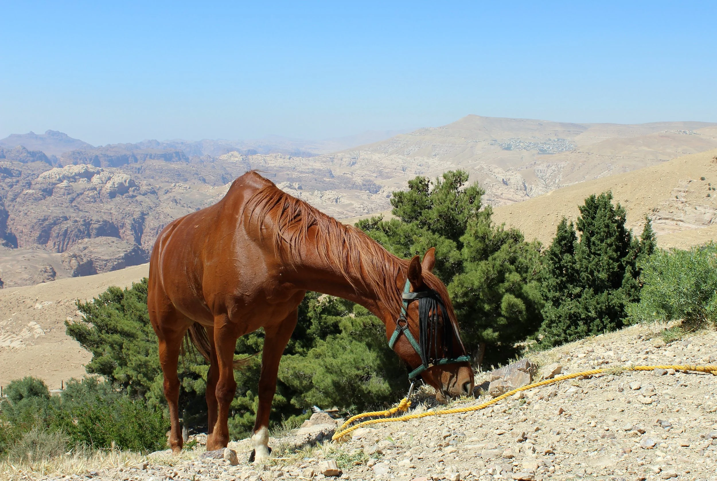 Horse Riding Tours Jordan 8