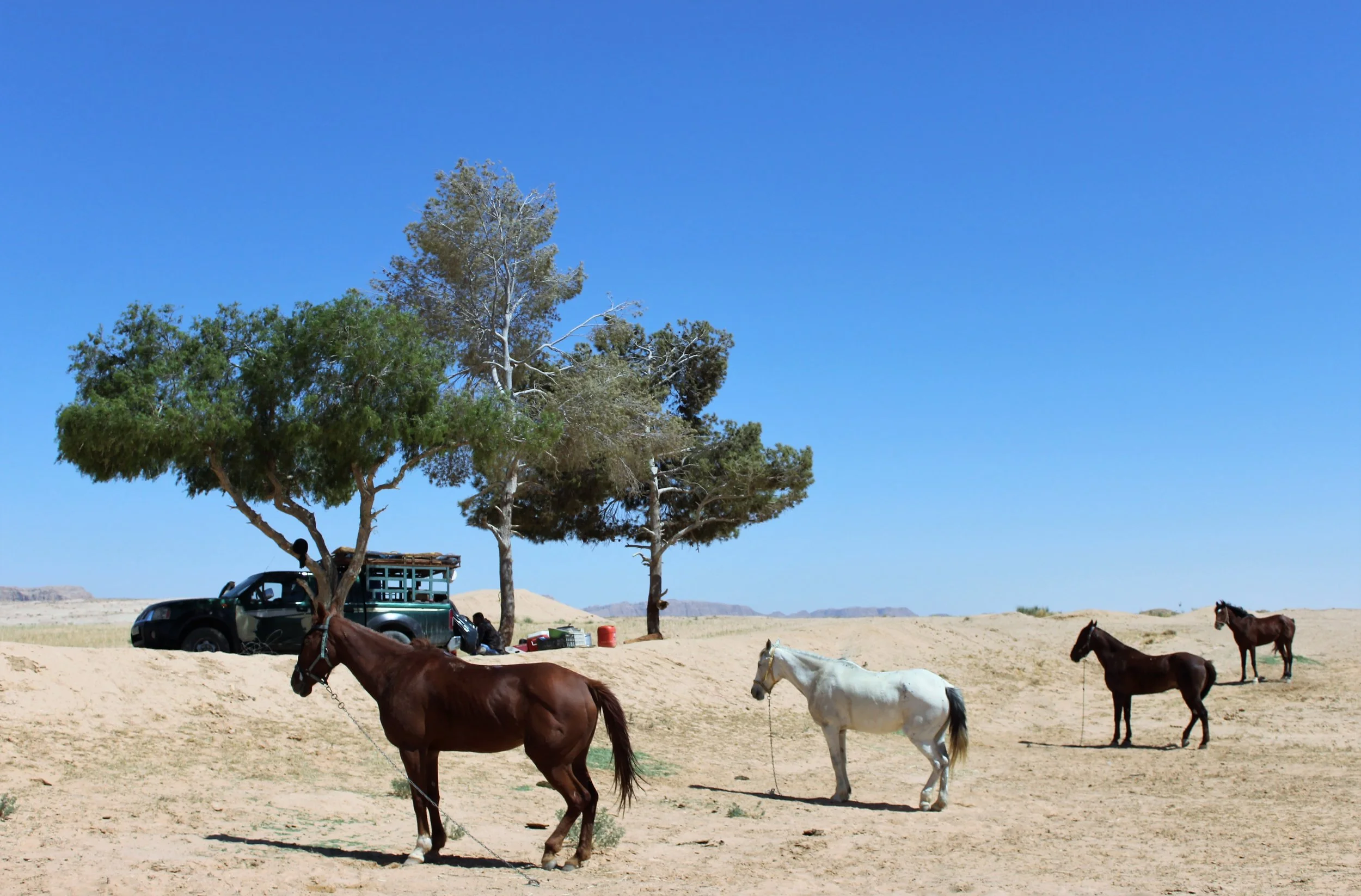 Horse Riding Tours Jordan 9