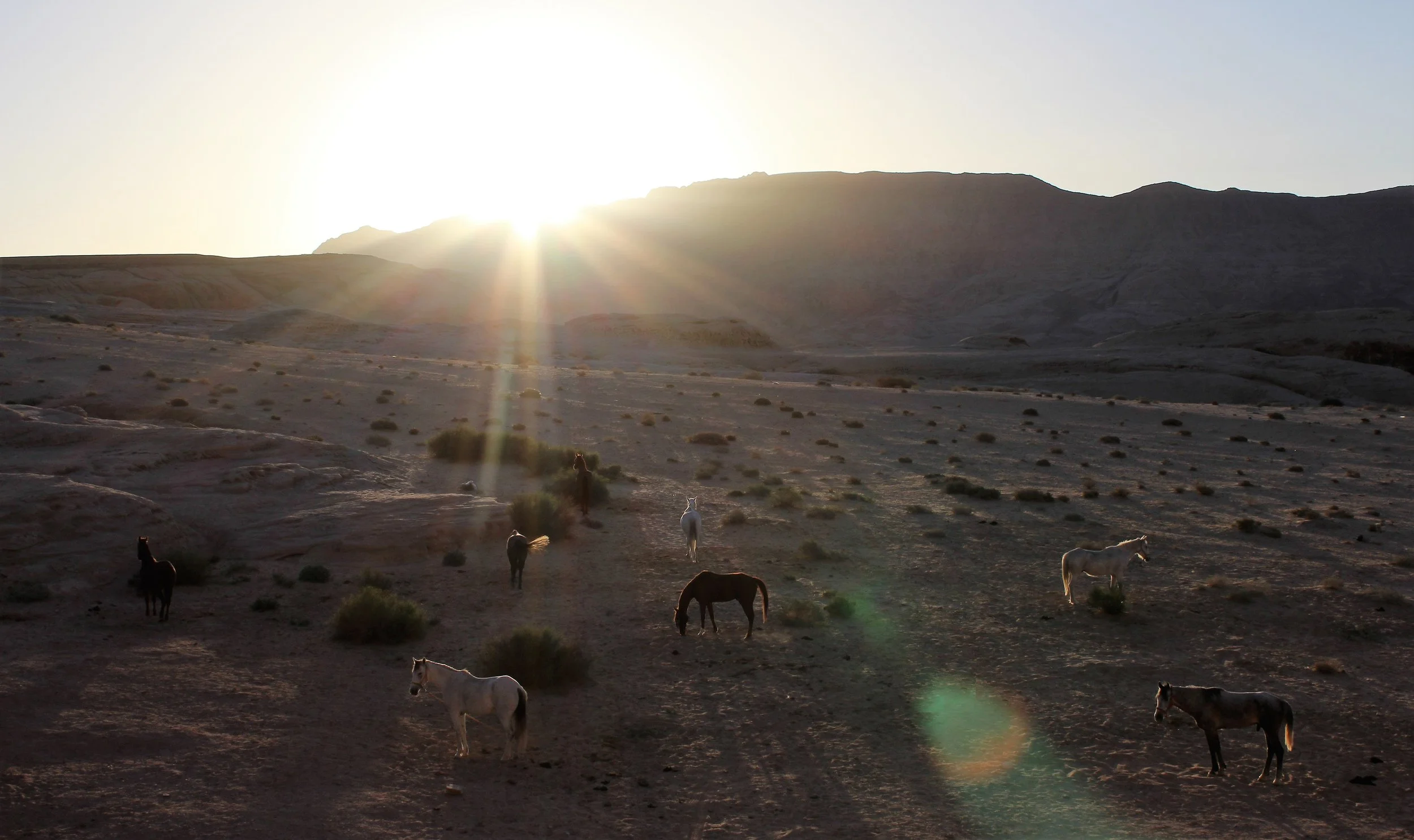 Horse Riding Tours Jordan 12