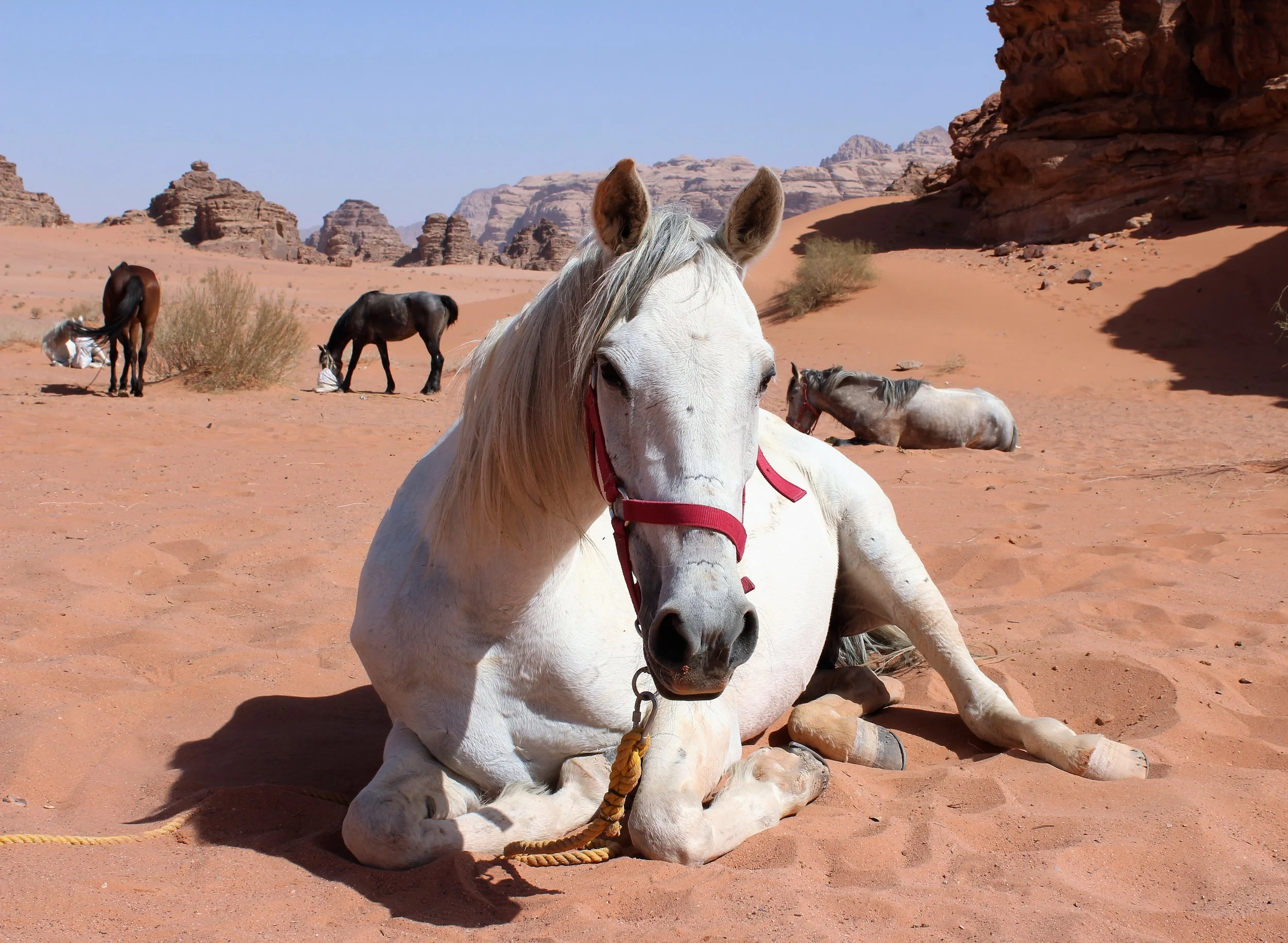 Horse Riding Tours Jordan 16