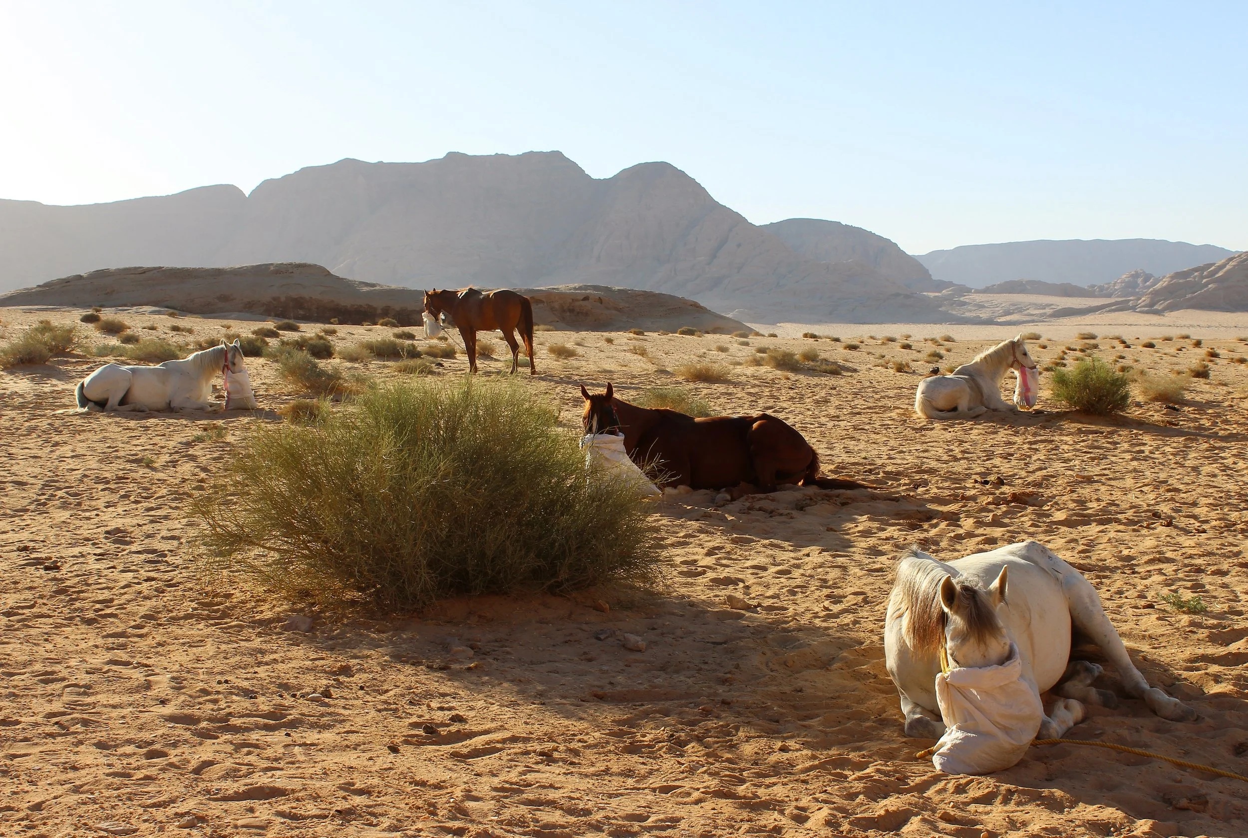 Horse Riding Tours Jordan 15