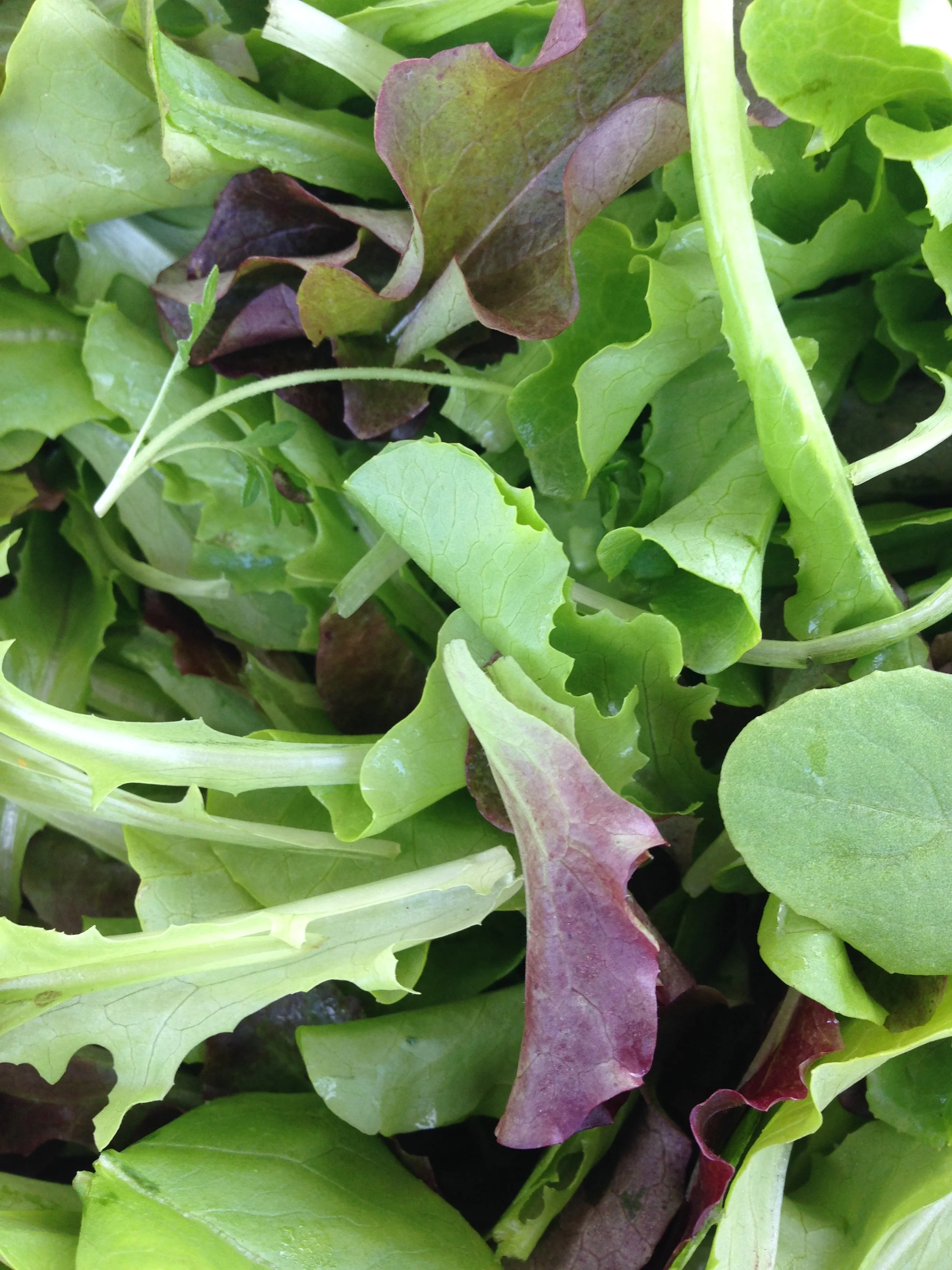 Salad Greens in all their glory.