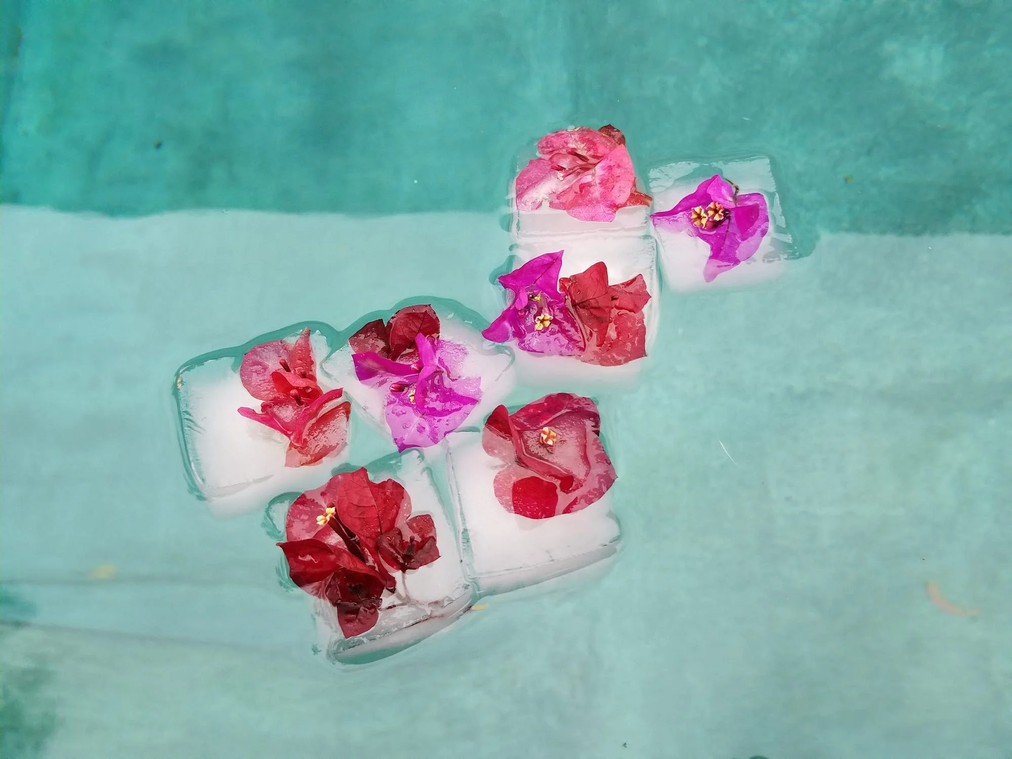Iced Bougainvillea