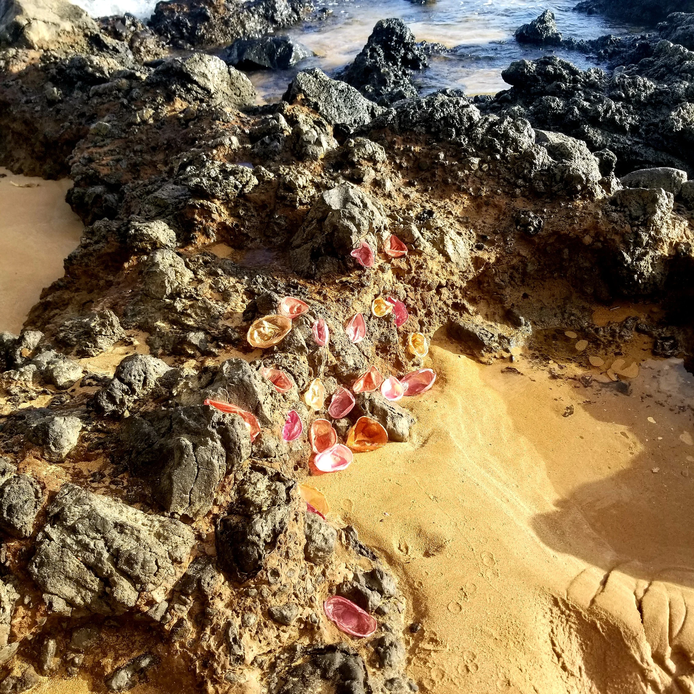 Crustacean