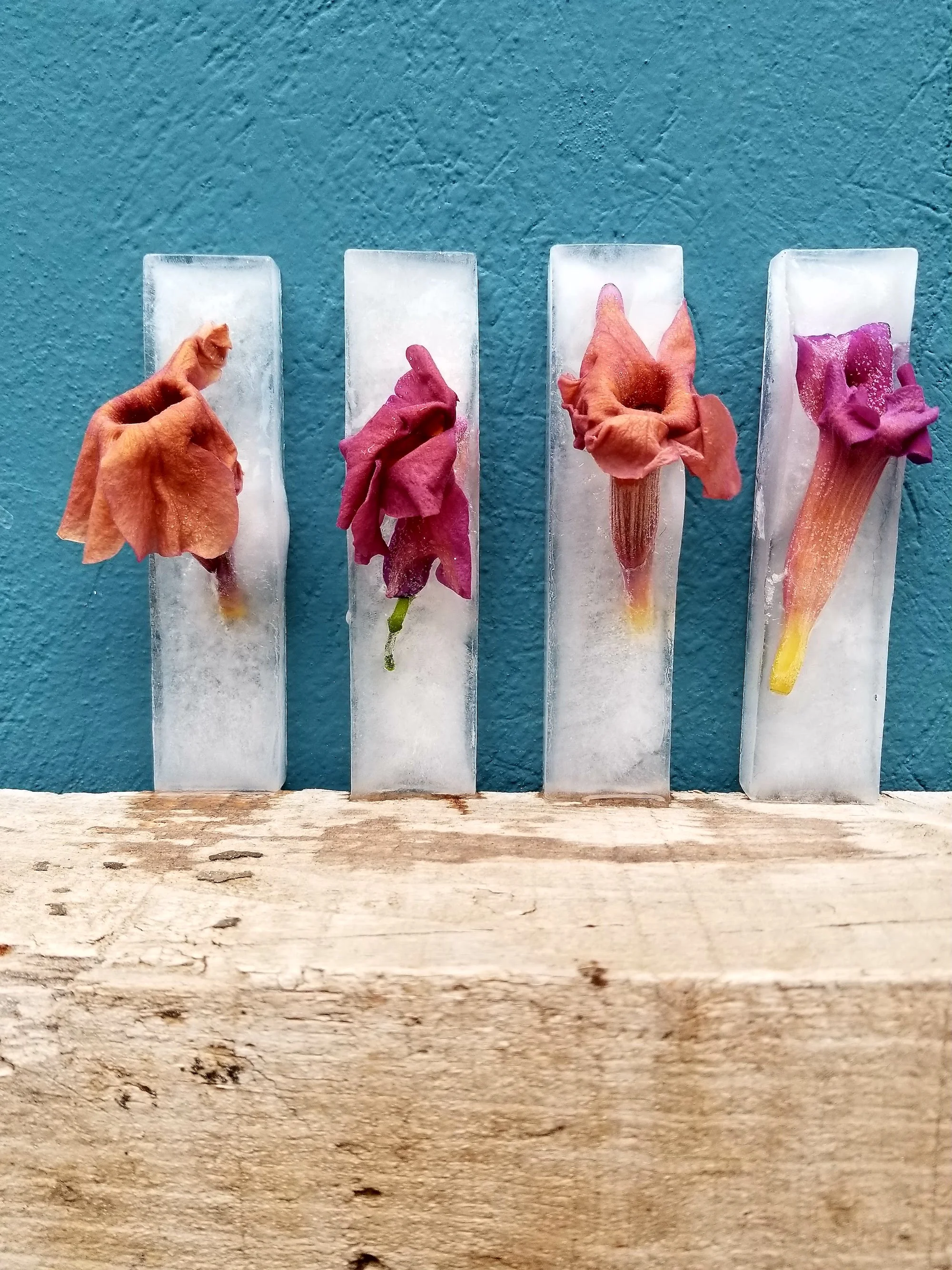 SMA Ice Trumpet Vine.jpg