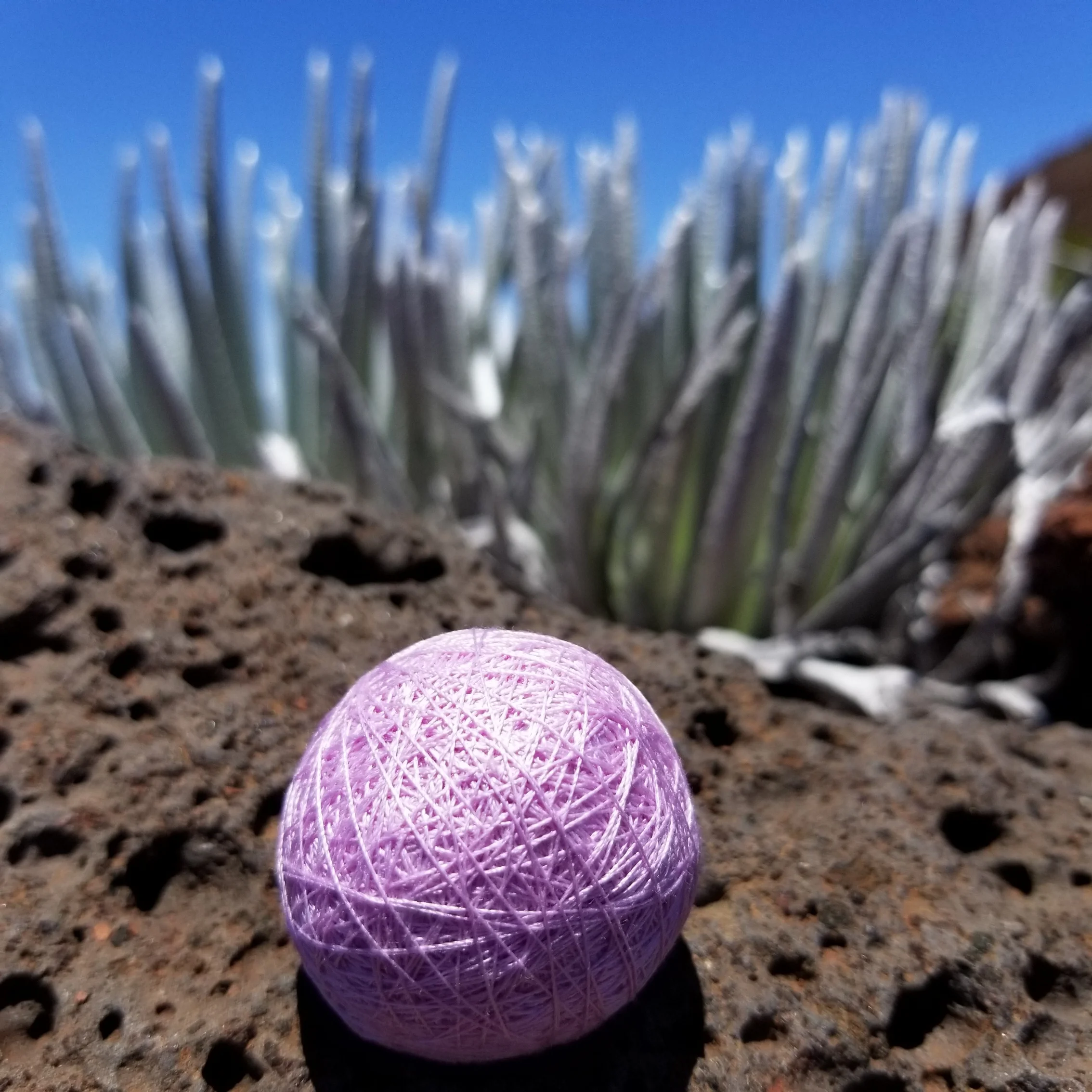 Silk thread orb installed at the driest place on Maui: Haleakala Crater.