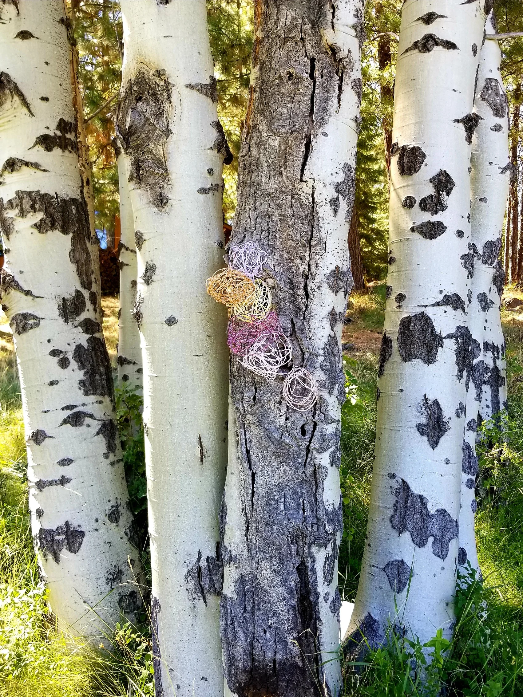 Aspen Strings