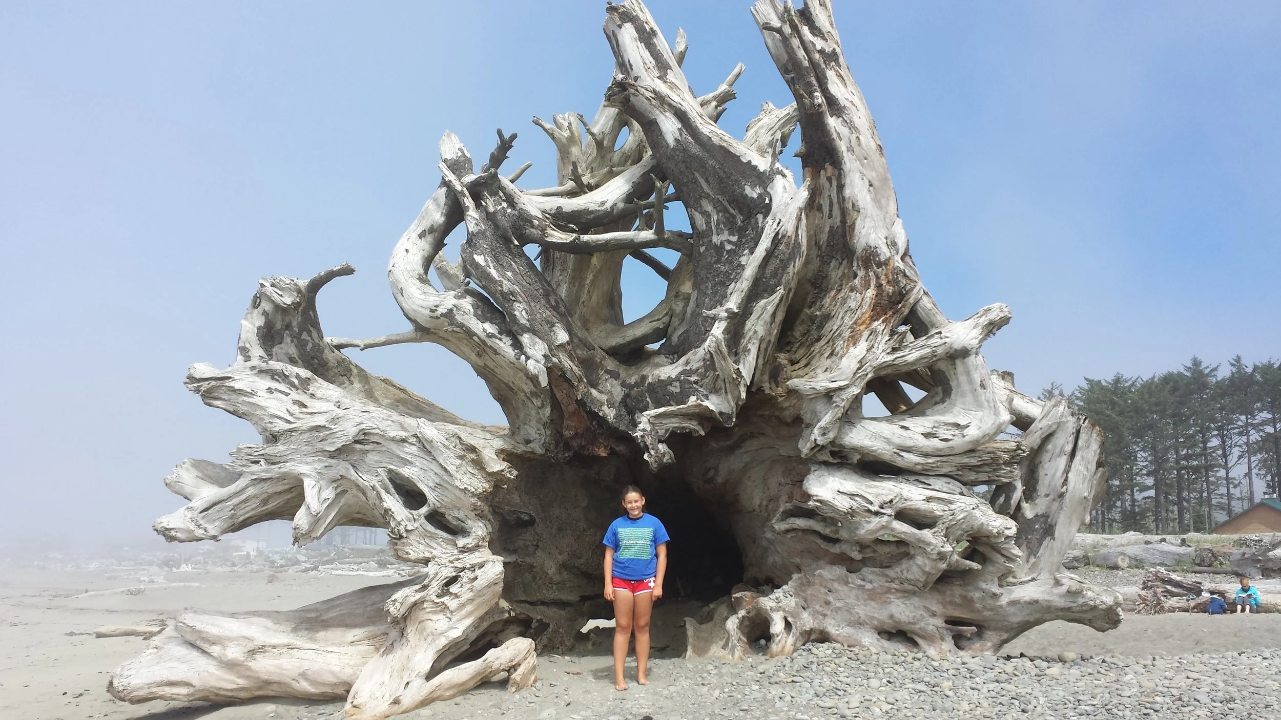 Zsofi sizing up the largest piece of driftwood I've ever seen. The magic of La Push, July 2015.