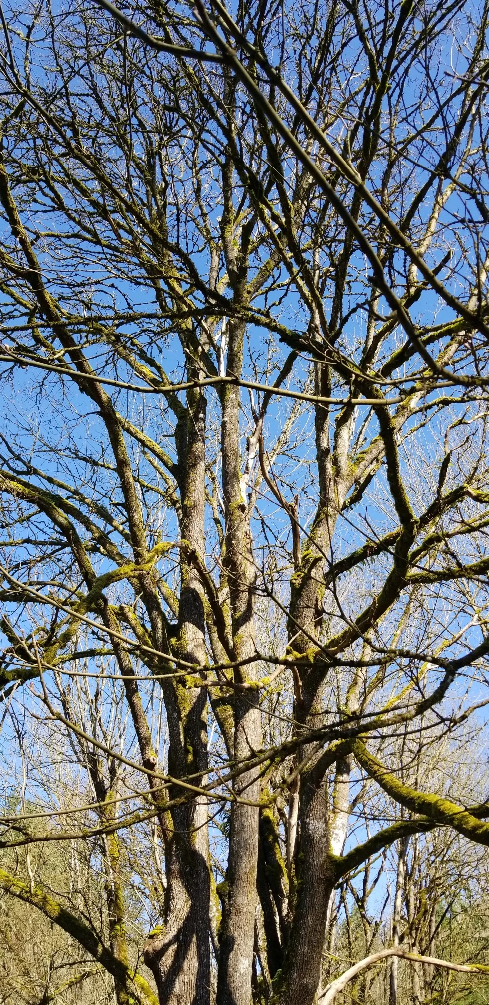 A tree on the Mary Olson Farm as a potential installation site, Auburn, WA. Little did I know that lichen would play a starring role in my next residency attempt.
