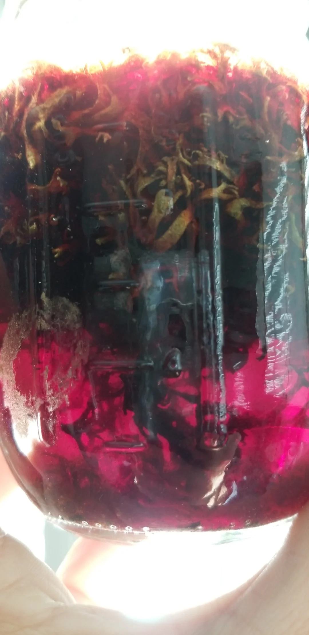 Testing pigment extraction from Evernia prunastri , a lichen foraged from a fallen tree in my neighborhood. If successful, might have deep purple dye in 2 months.