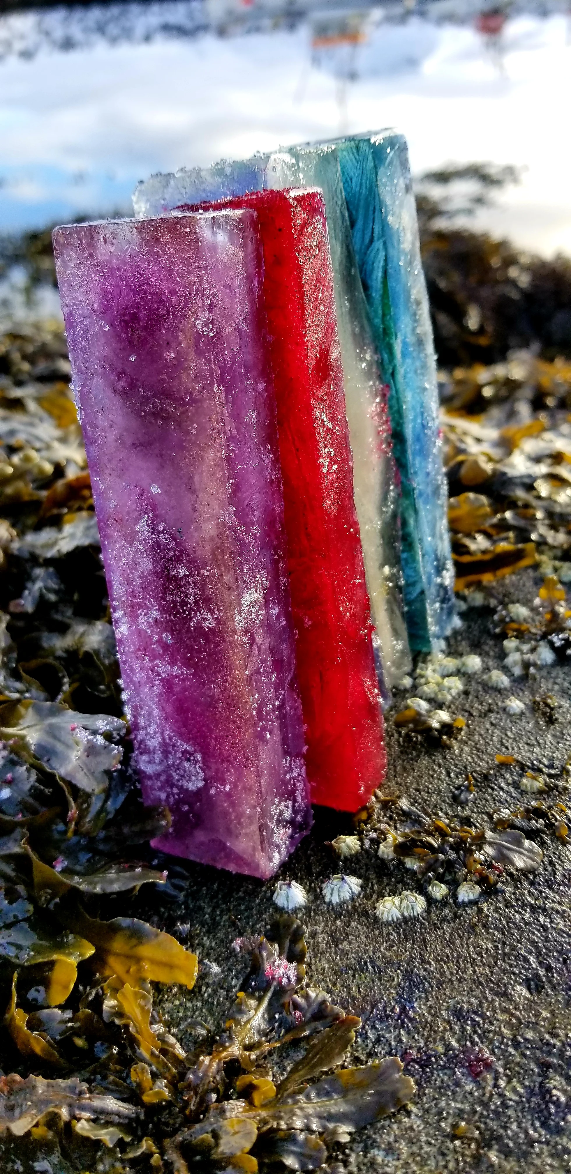 Seaweed on Ice
